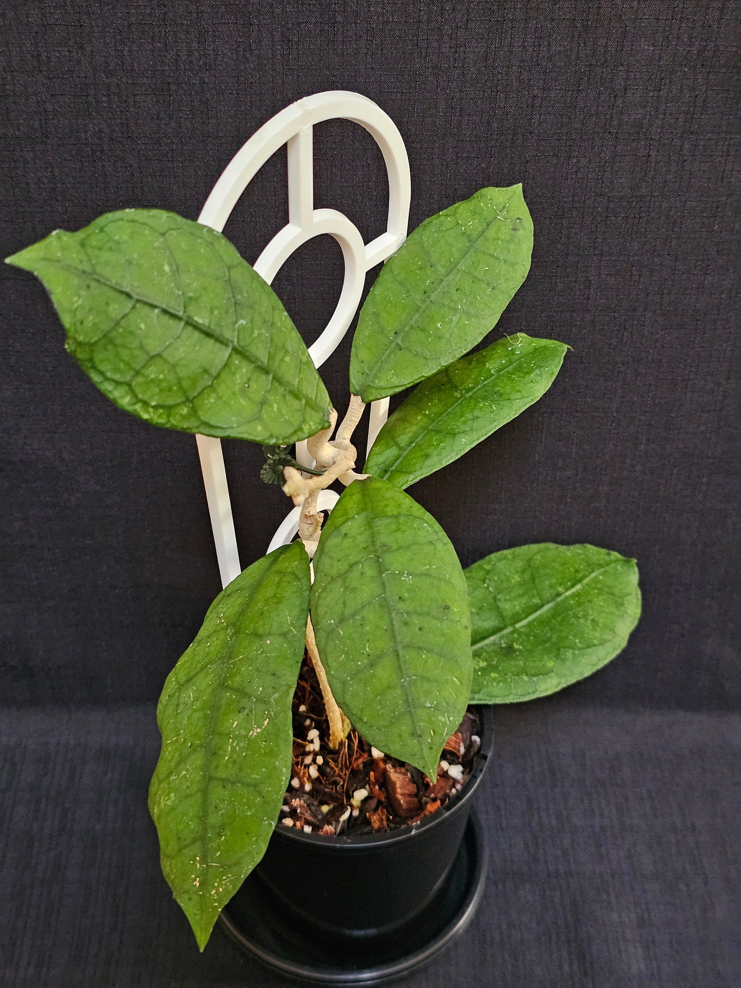 Hoya peninsularis (formerly sp. Lata iskandar Clone A)