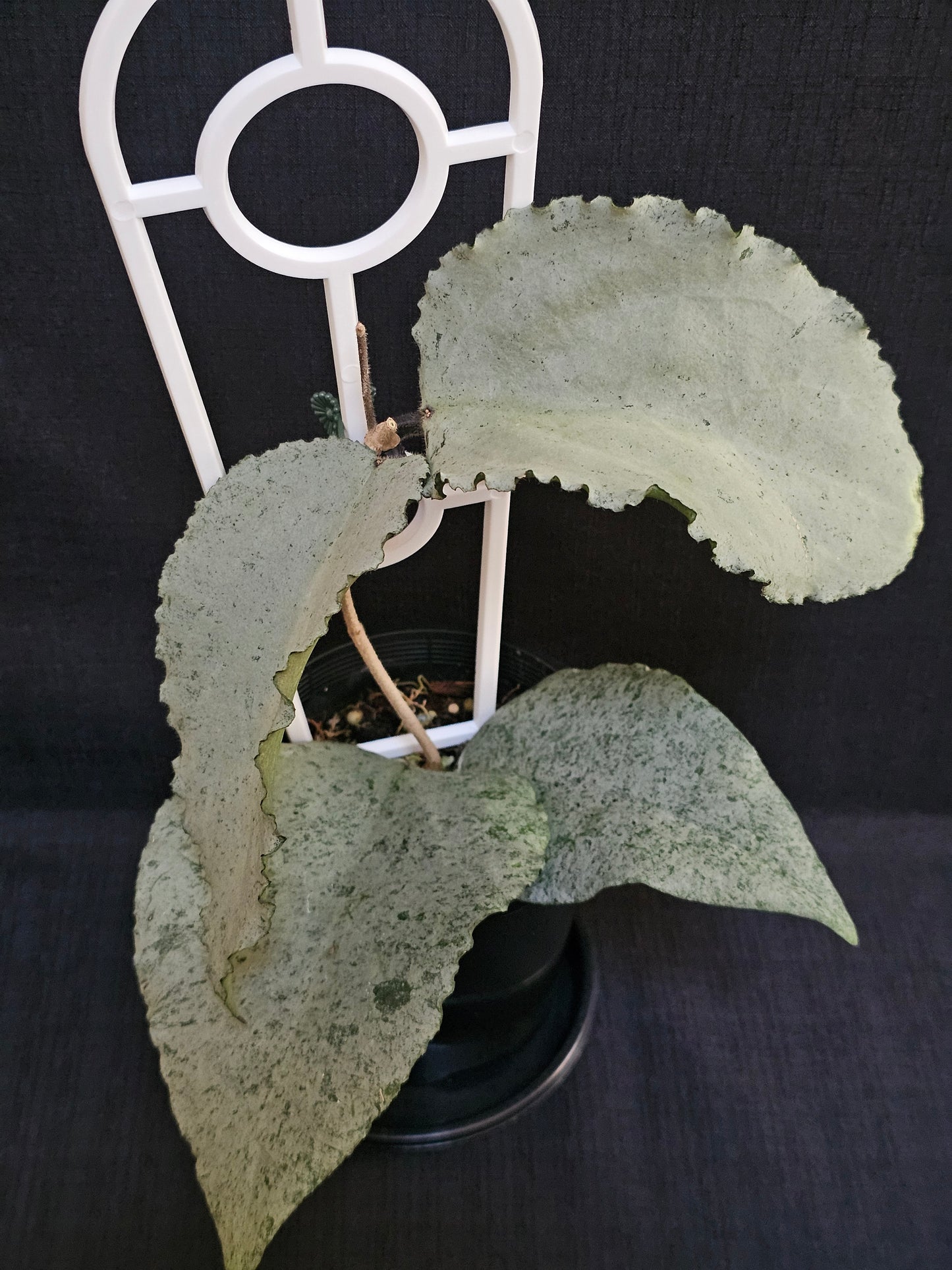 Hoya caudata 'Argene' (Full Silver)