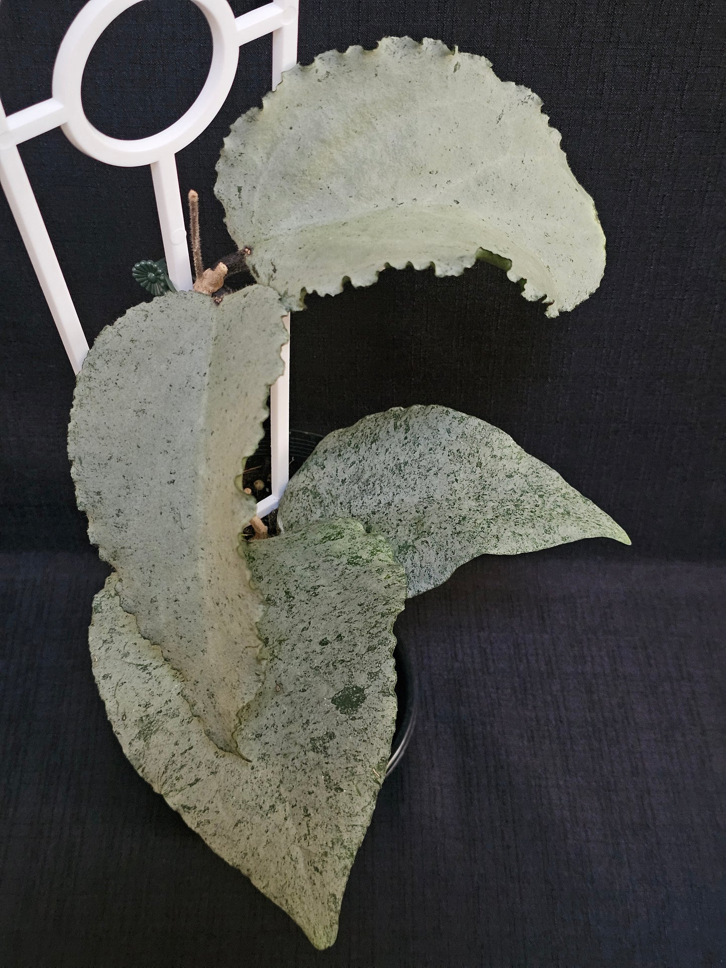 Hoya caudata 'Argene' (Full Silver)