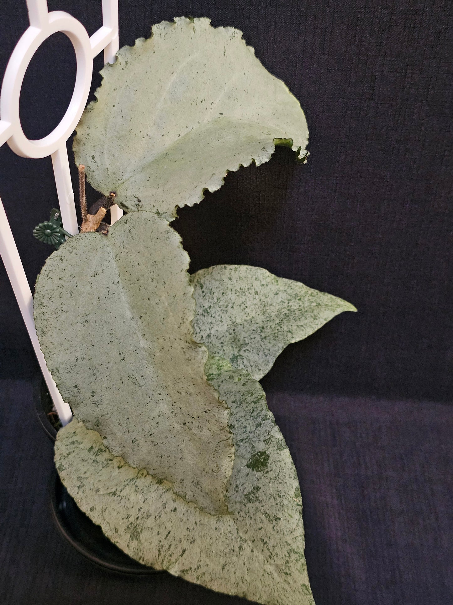 Hoya caudata 'Argene' (Full Silver)