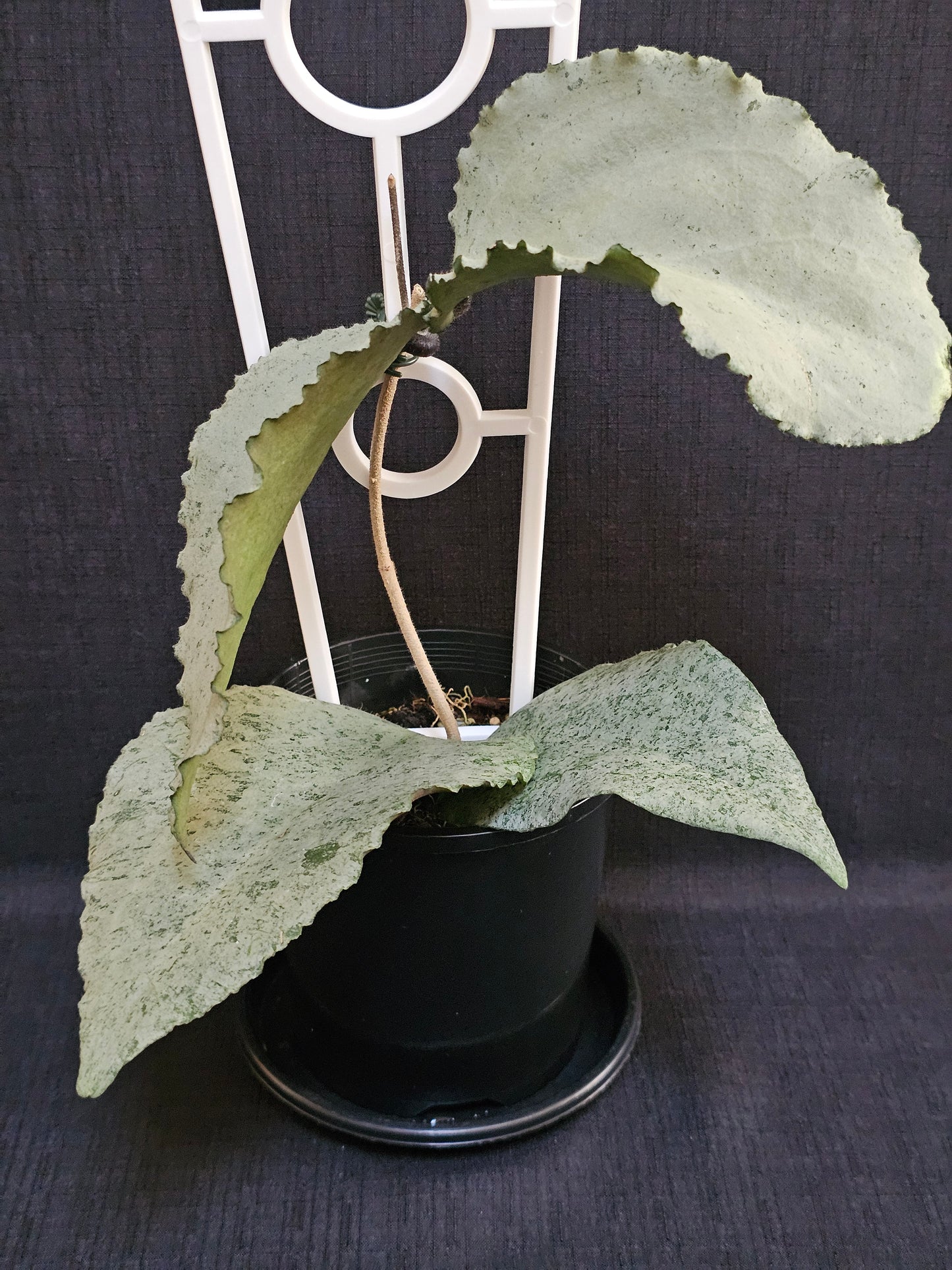 Hoya caudata 'Argene' (Full Silver)