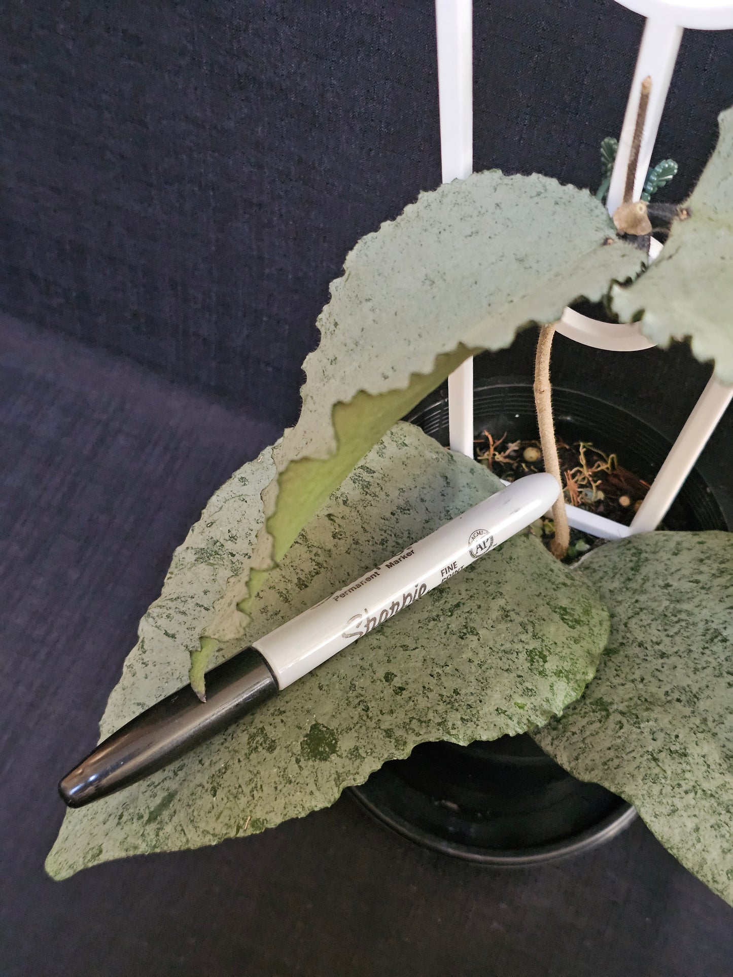Hoya caudata 'Argene' (Full Silver)