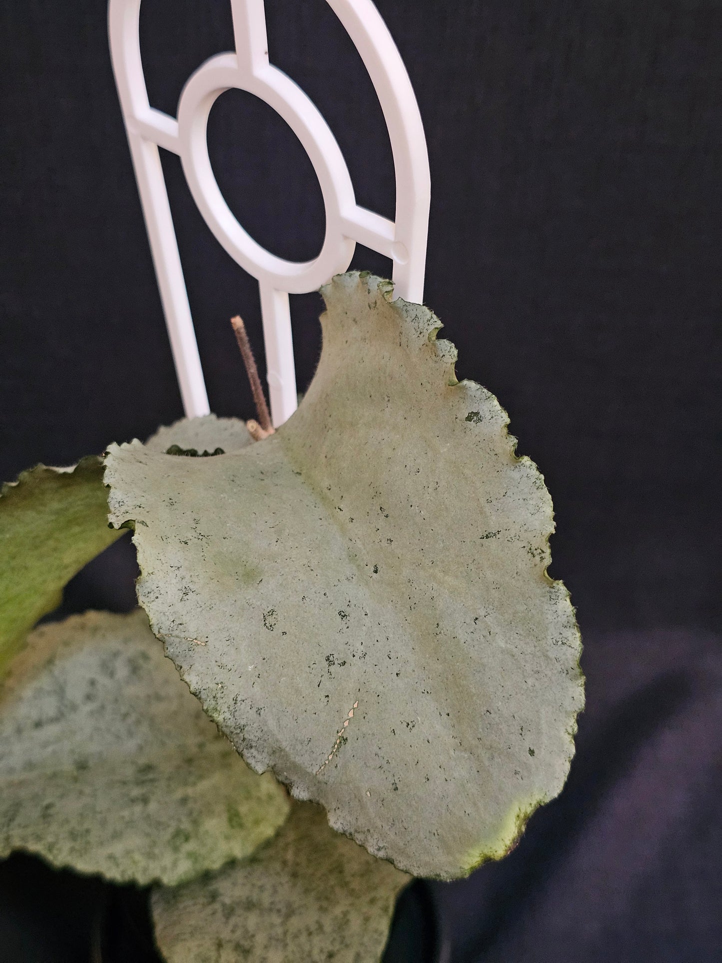 Hoya caudata 'Argene' (Full Silver)