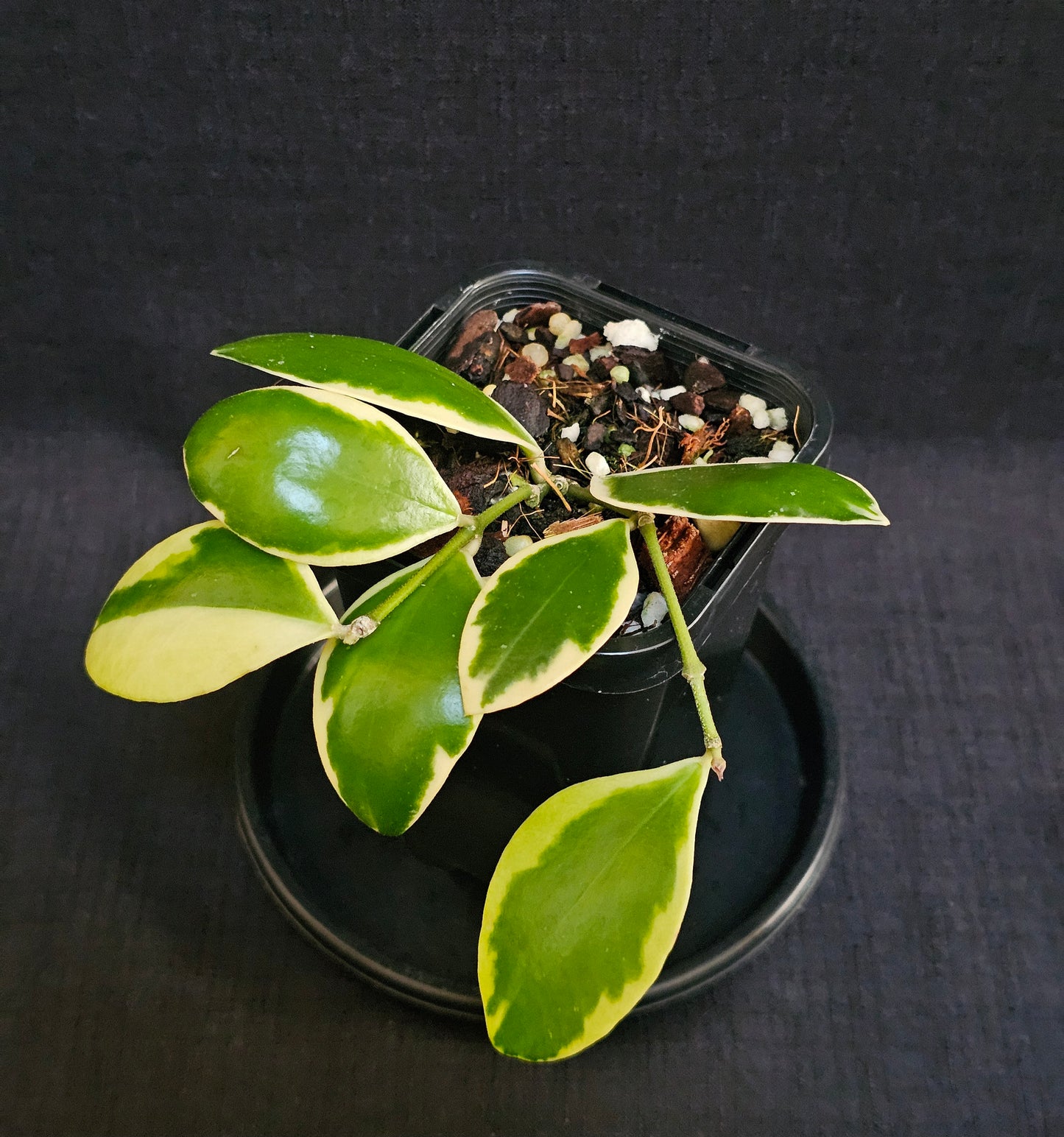 Hoya incurvula 'Albo' Palta