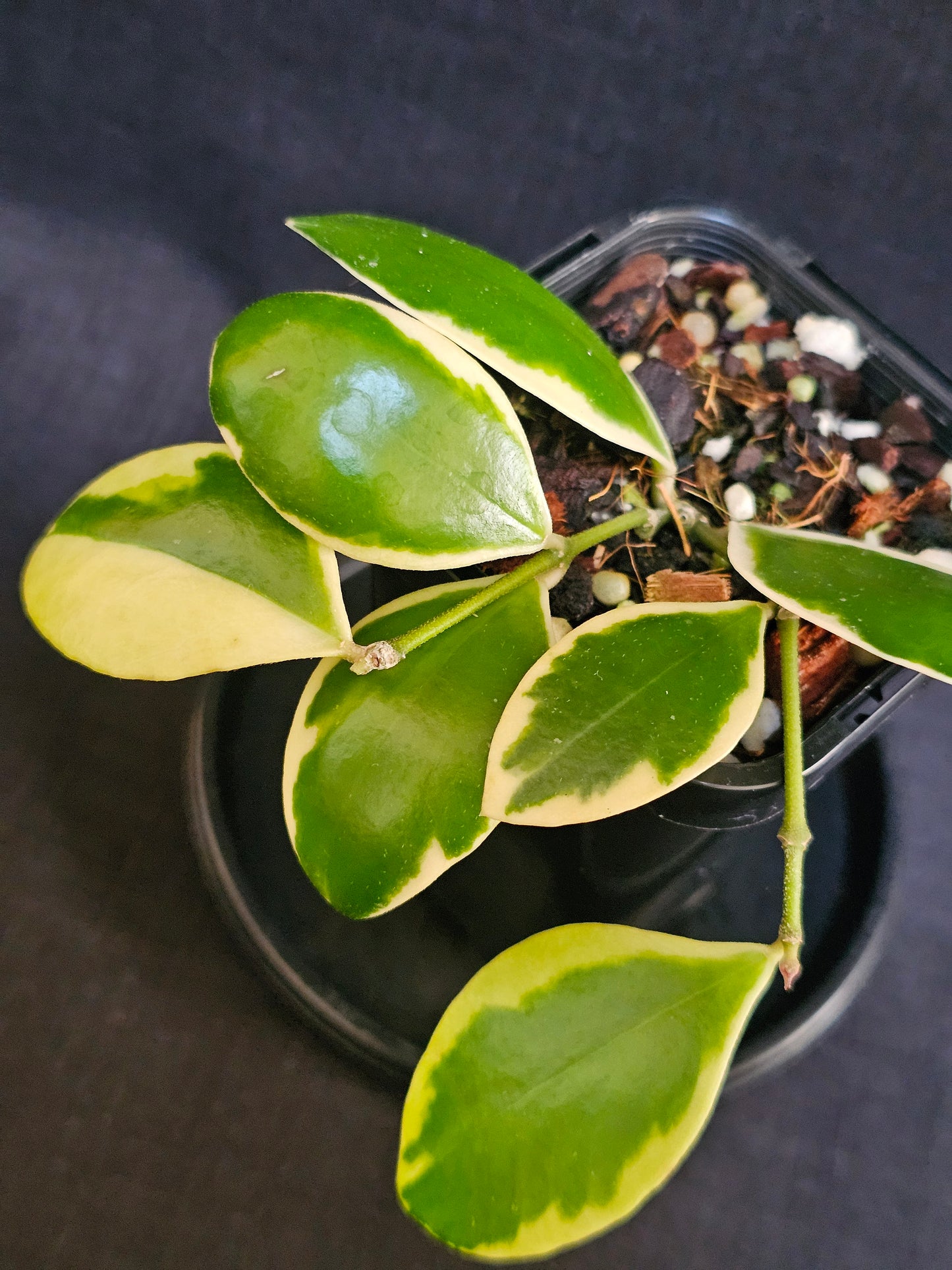 Hoya incurvula 'Albo' Palta