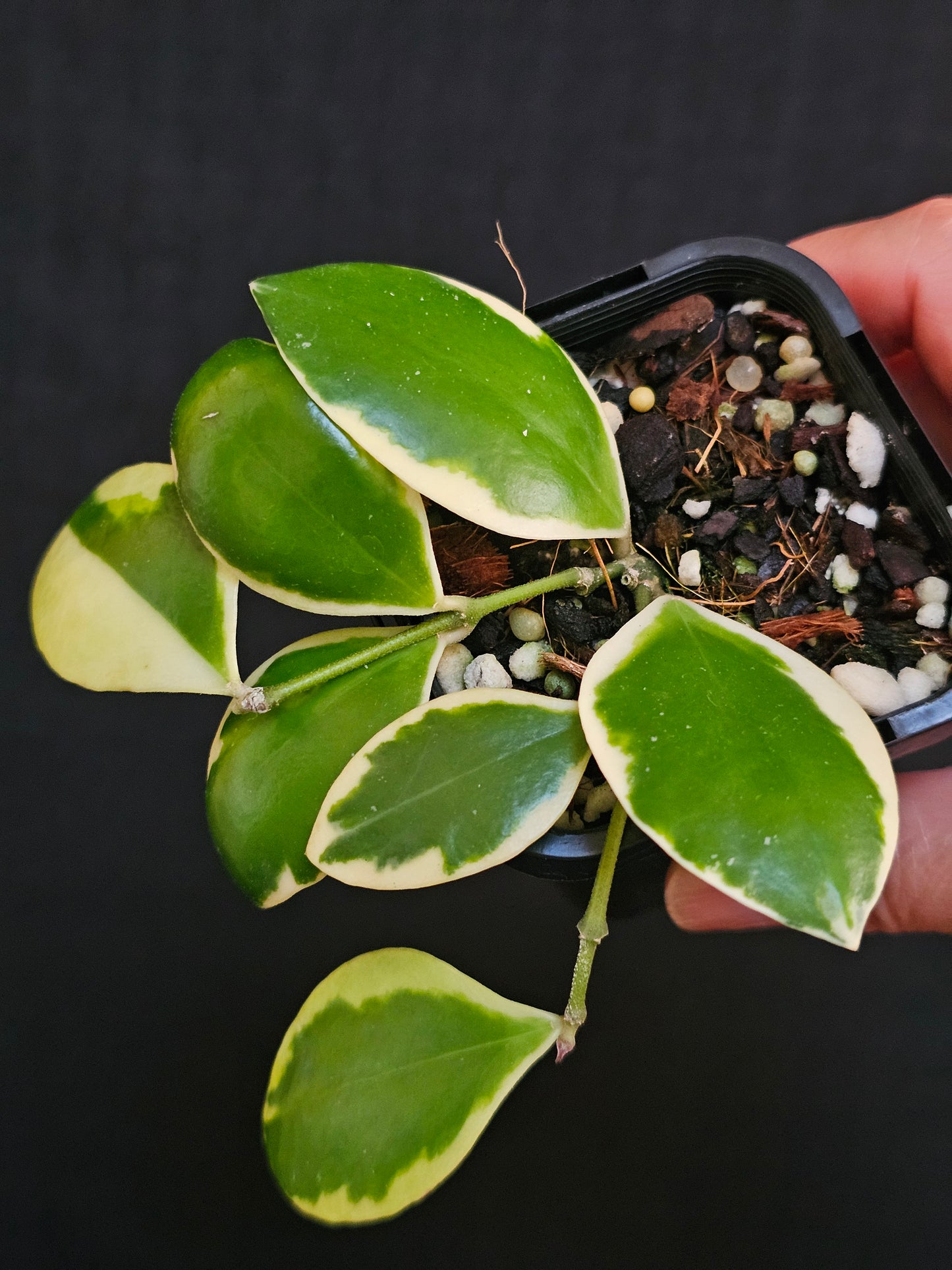 Hoya incurvula 'Albo' Palta