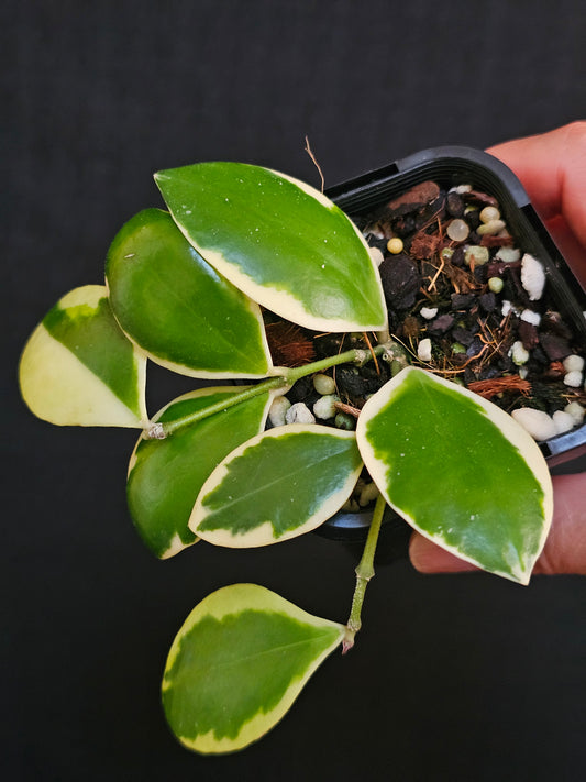 Hoya incurvula 'Albo' Palta