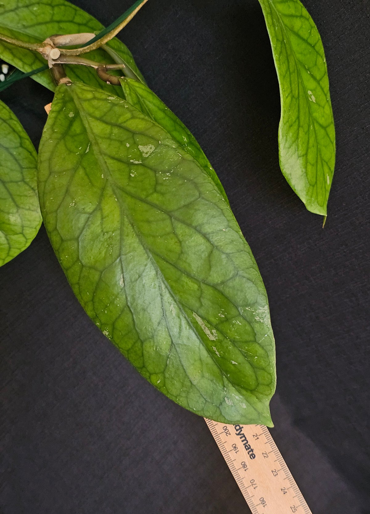 Hoya vitellinoides