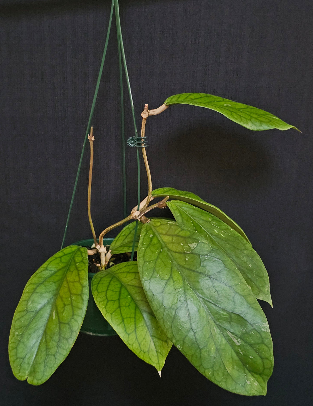 Hoya vitellinoides