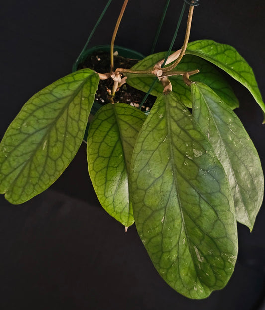 Hoya vitellinoides