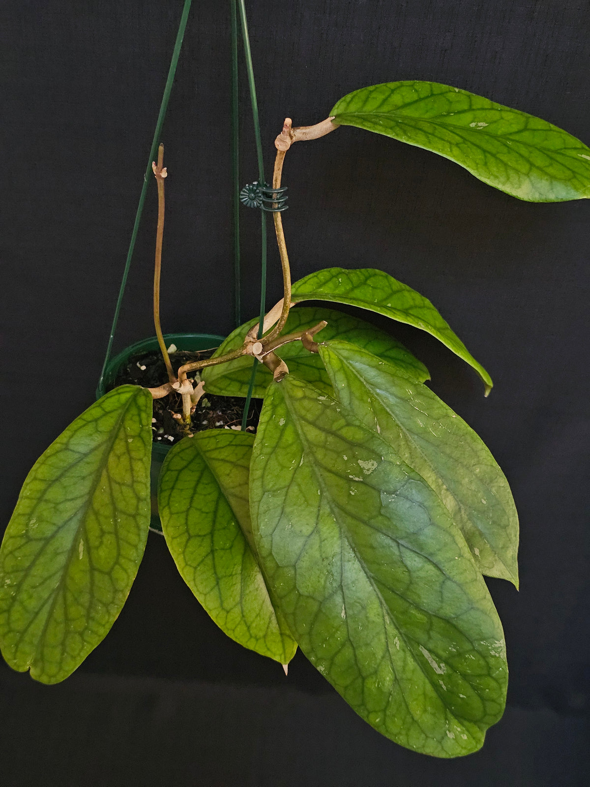 Hoya vitellinoides