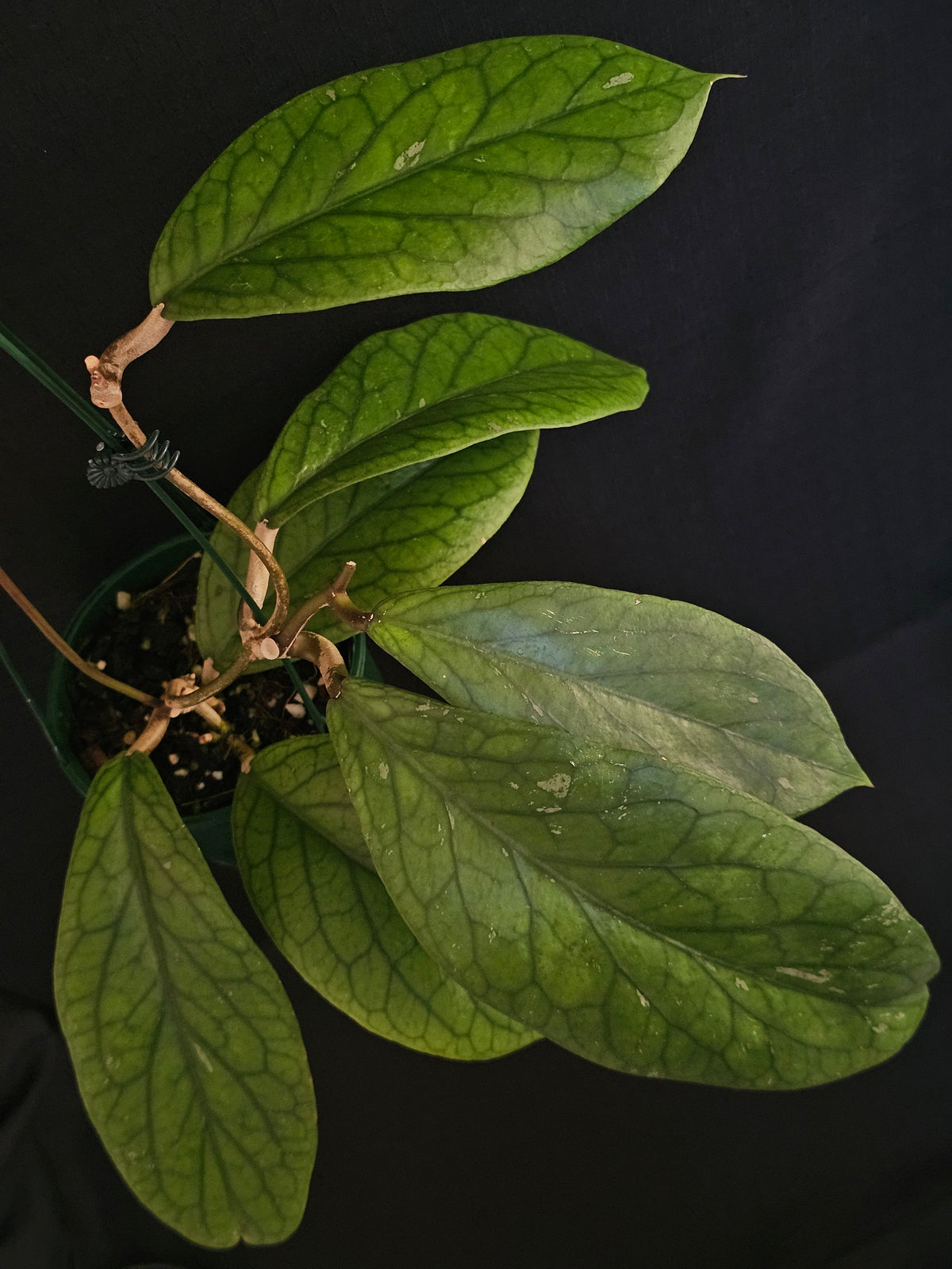 Hoya vitellinoides
