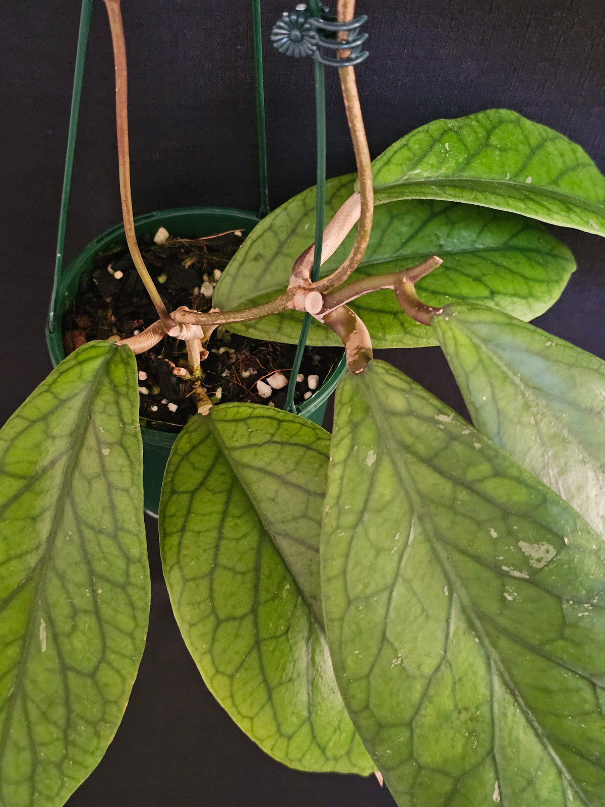 Hoya vitellinoides