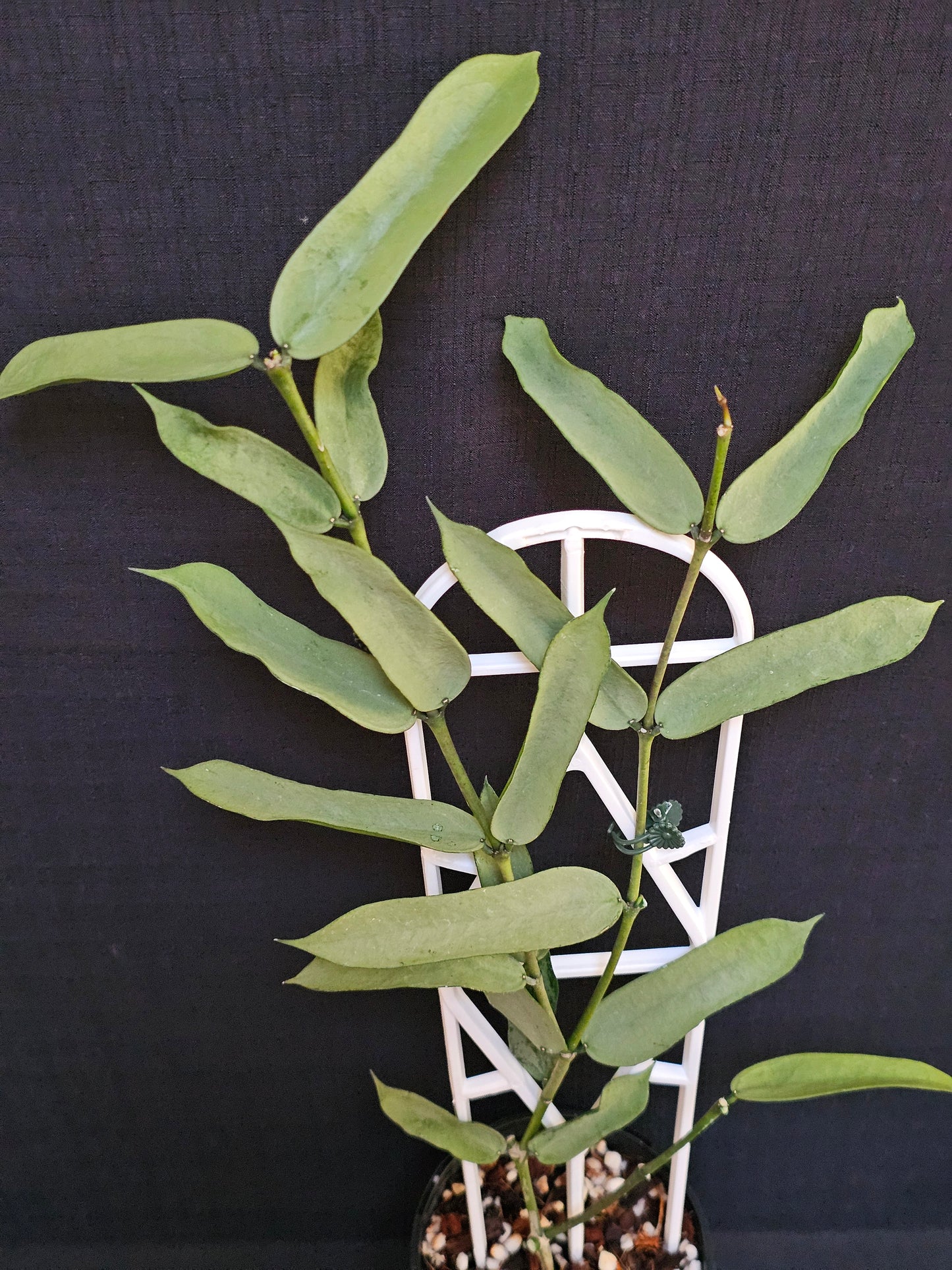 Hoya Pandurata  'Tsiang Silver' #2