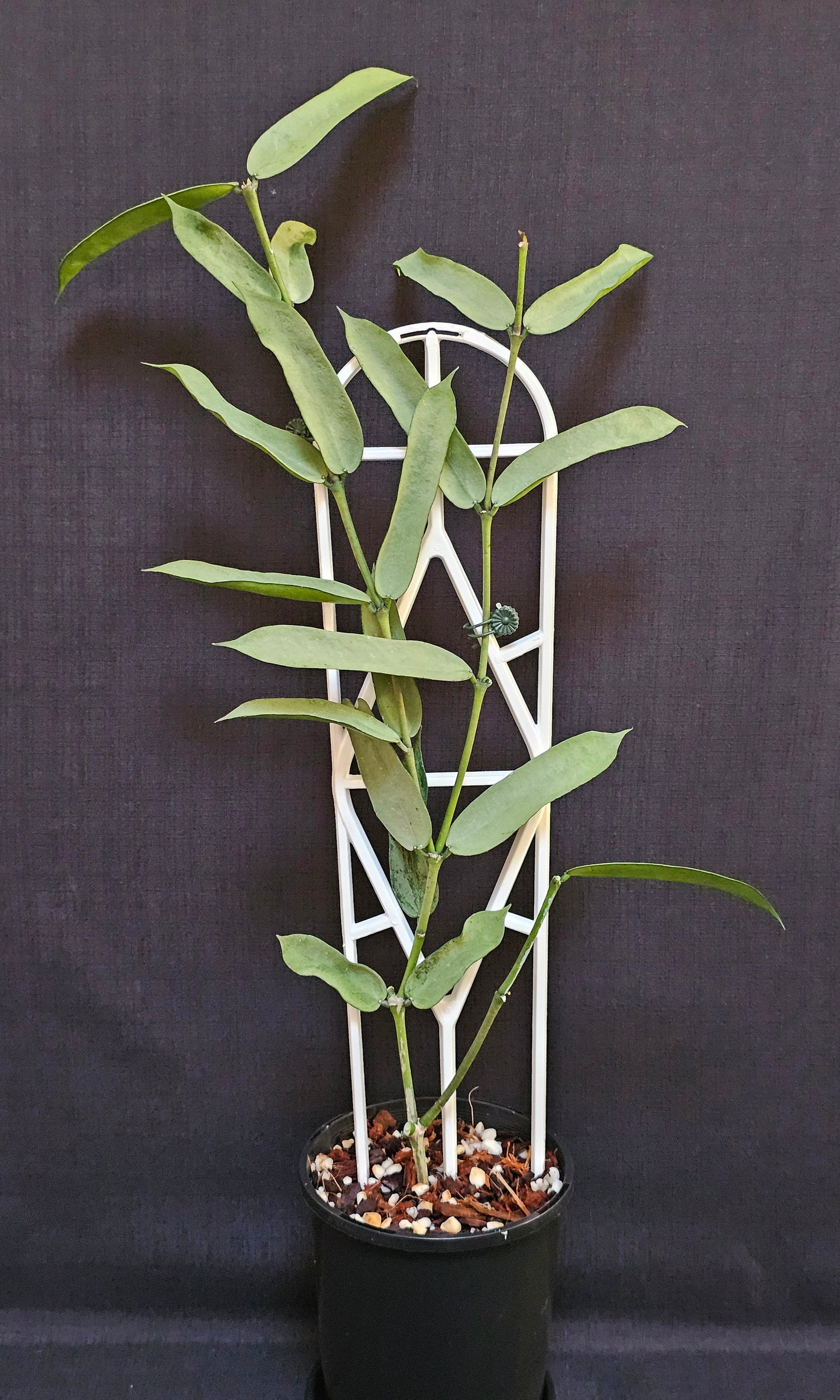 Hoya Pandurata  'Tsiang Silver' #2