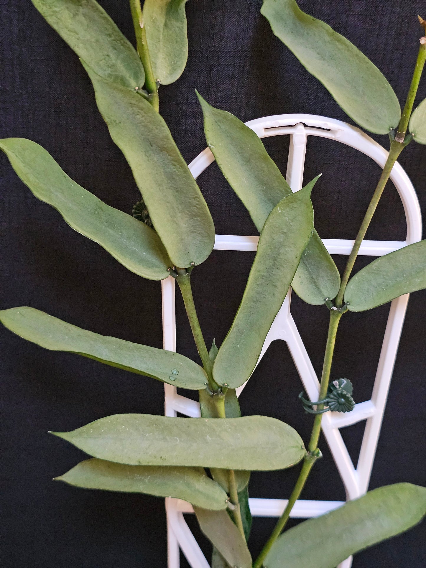 Hoya Pandurata  'Tsiang Silver' #2