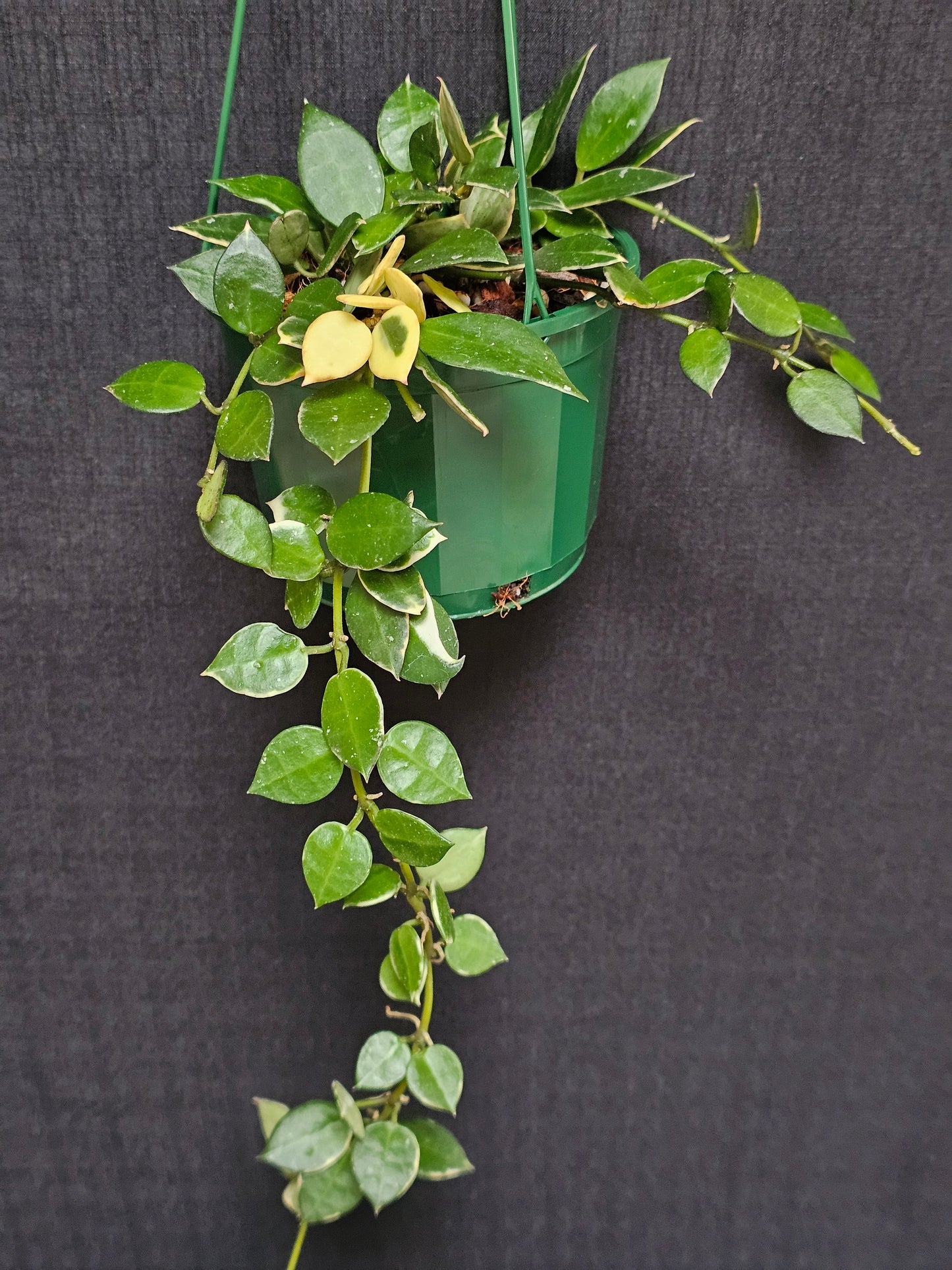 Hoya lacunosa 'Asami' (Basket) #1