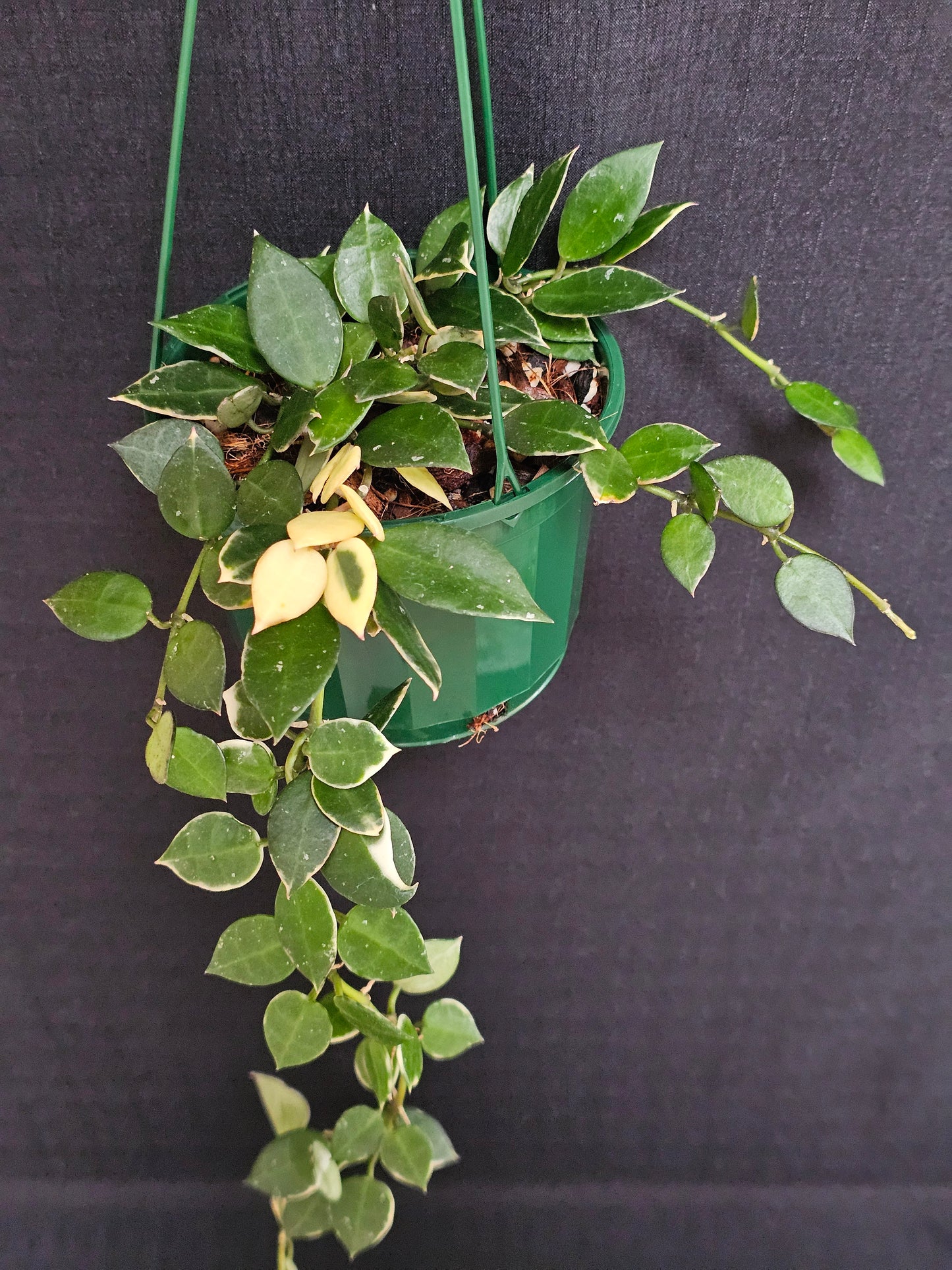 Hoya lacunosa 'Asami' (Basket) #1