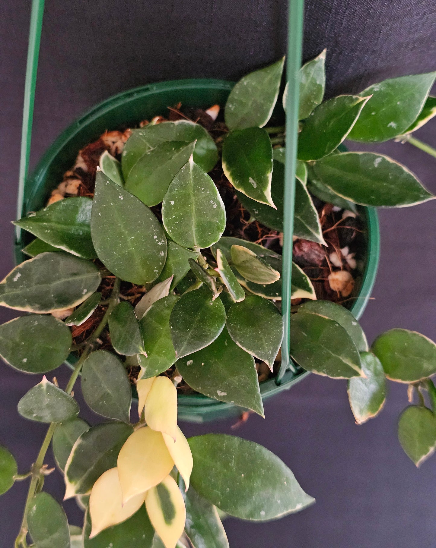 Hoya lacunosa 'Asami' (Basket) #1