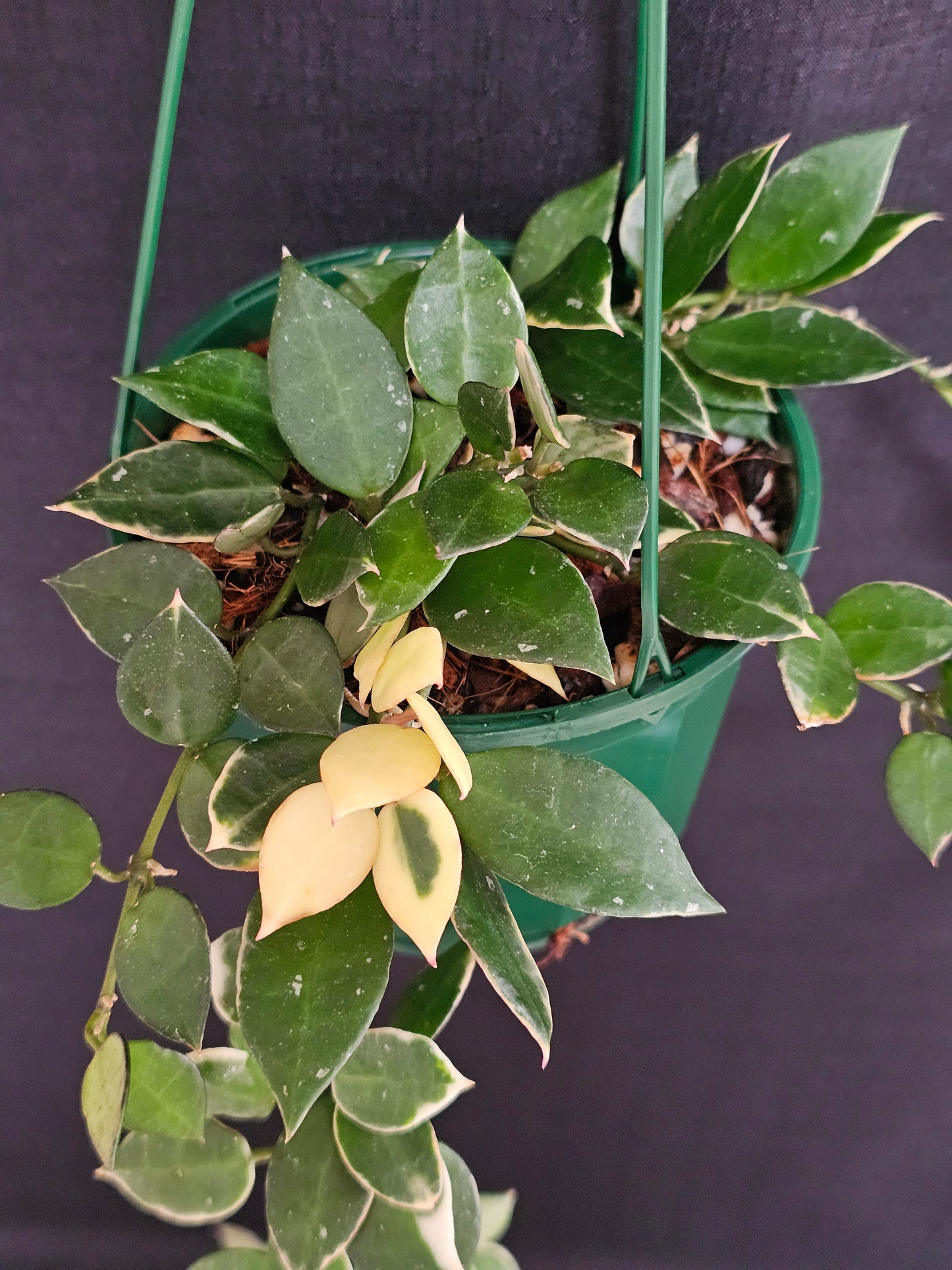 Hoya lacunosa 'Asami' (Basket) #1
