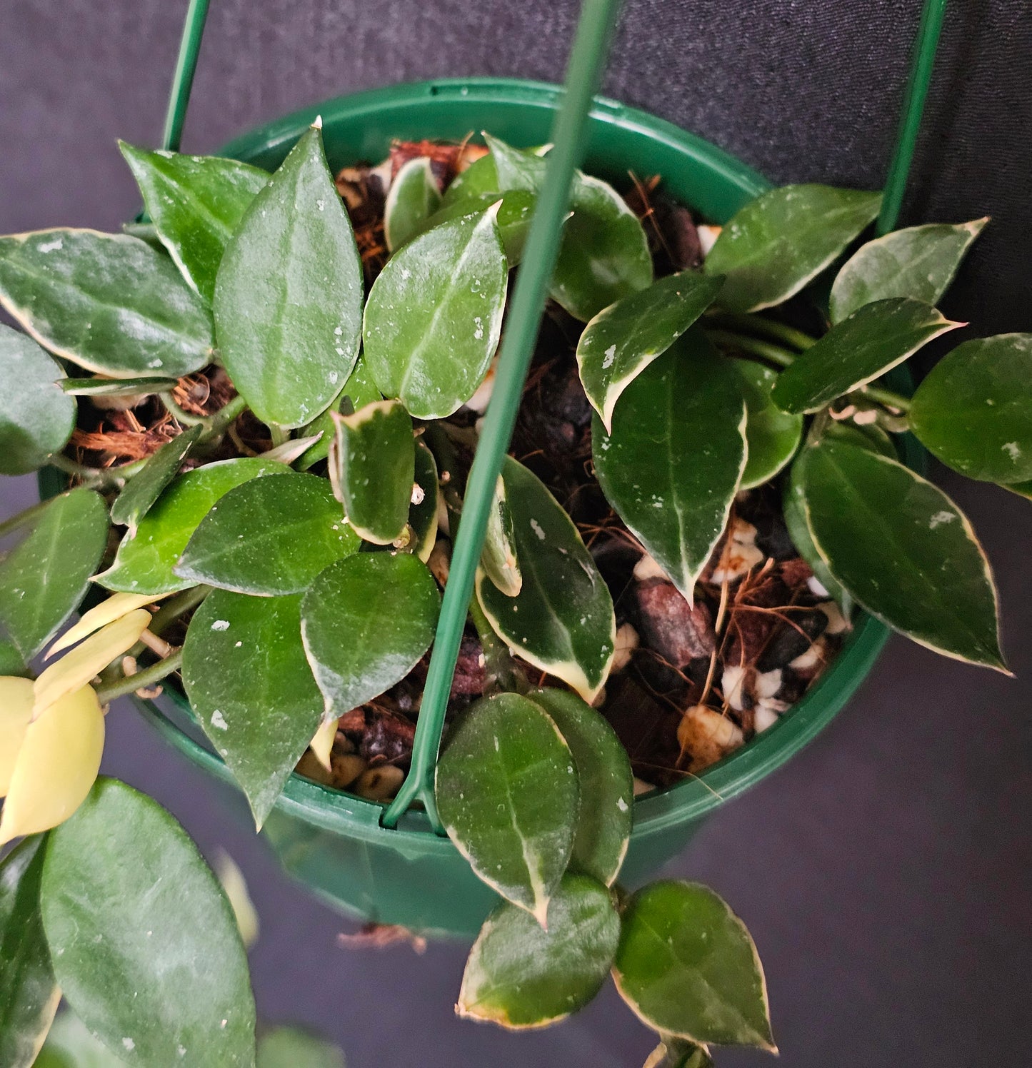 Hoya lacunosa 'Asami' (Basket) #1