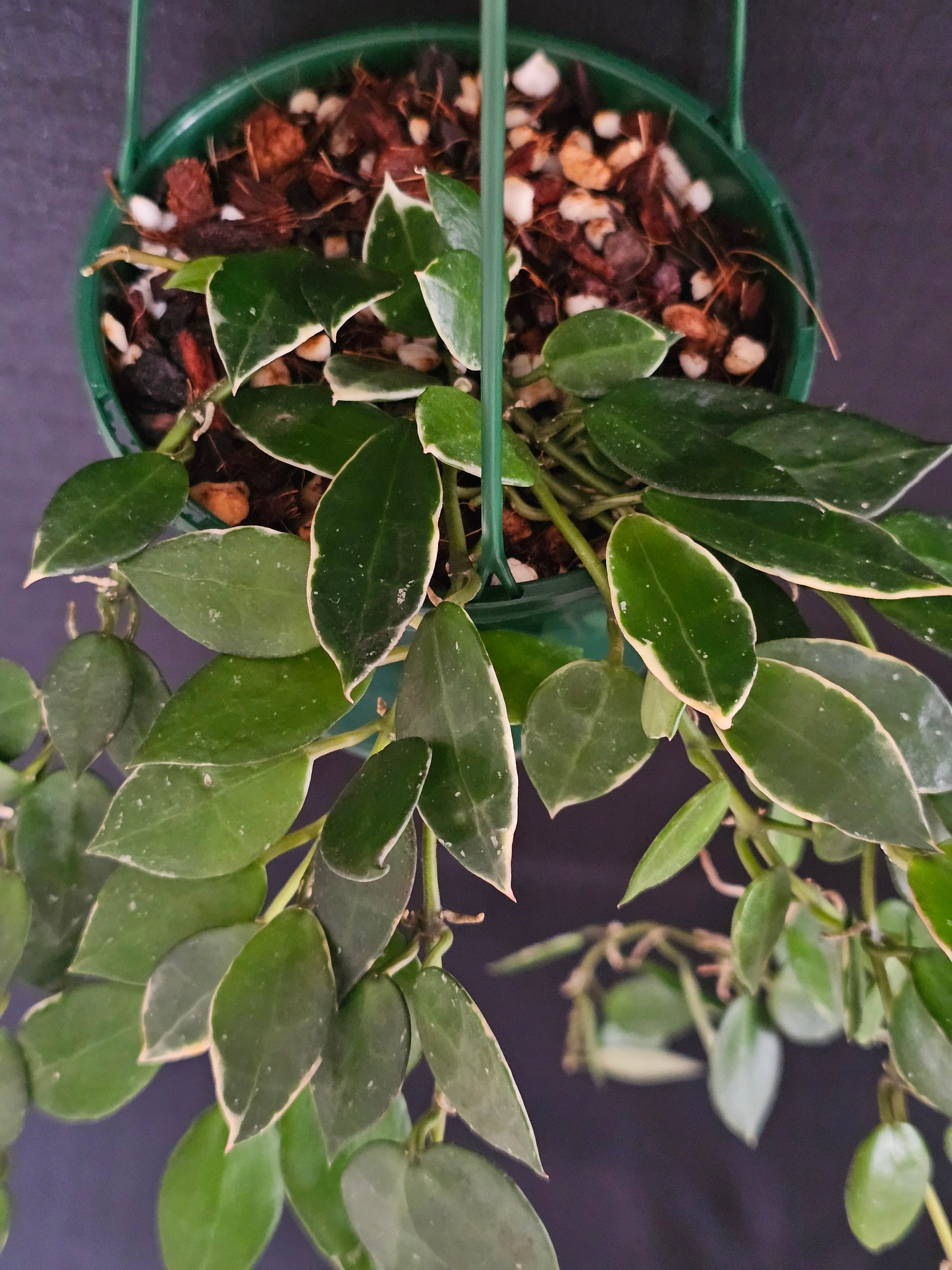 Hoya lacunosa 'Asami' (Basket) #2