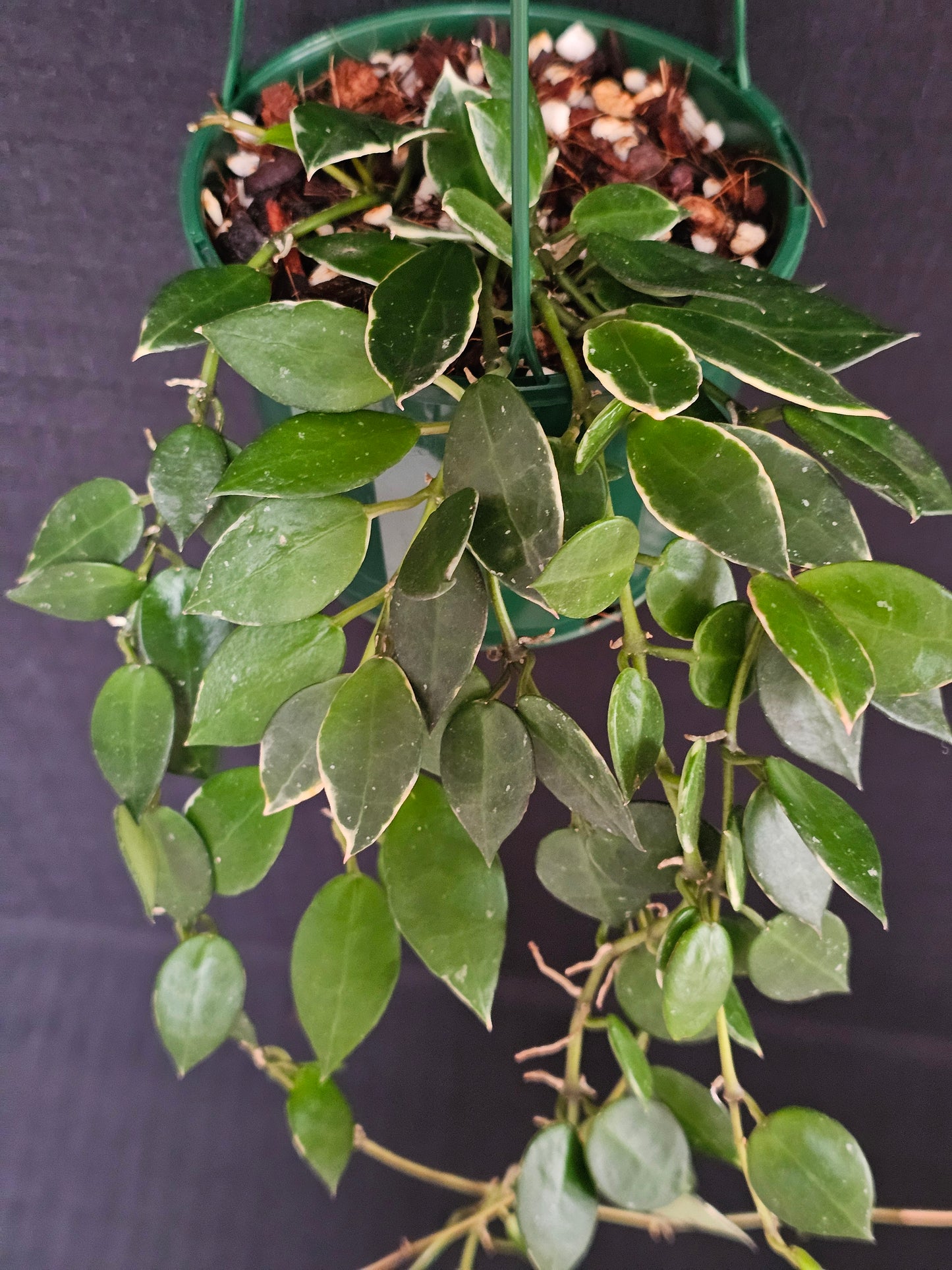 Hoya lacunosa 'Asami' (Basket) #2