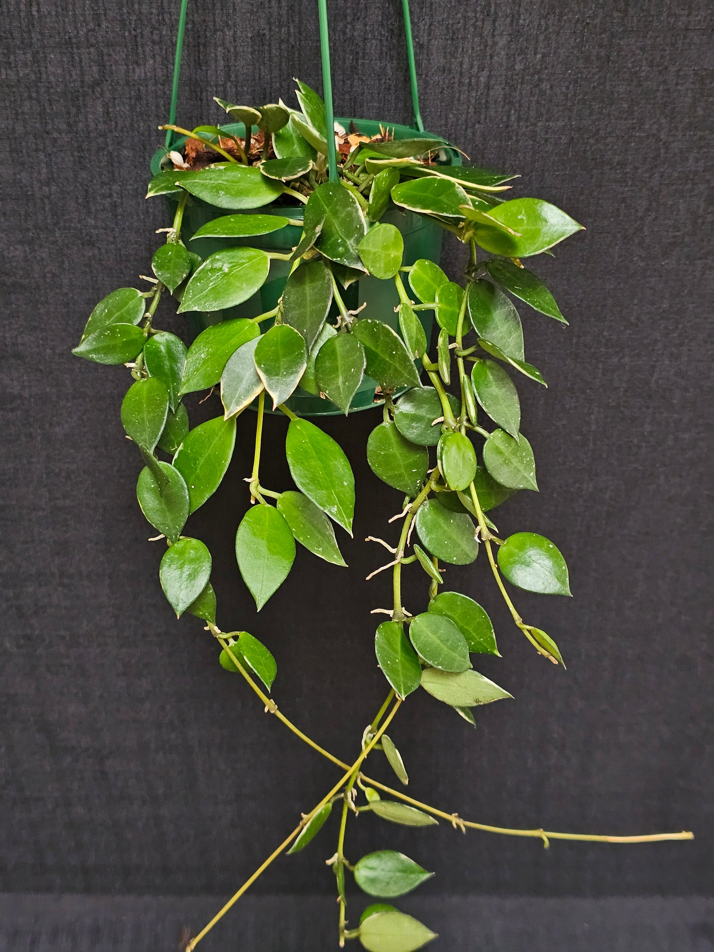 Hoya lacunosa 'Asami' (Basket) #2