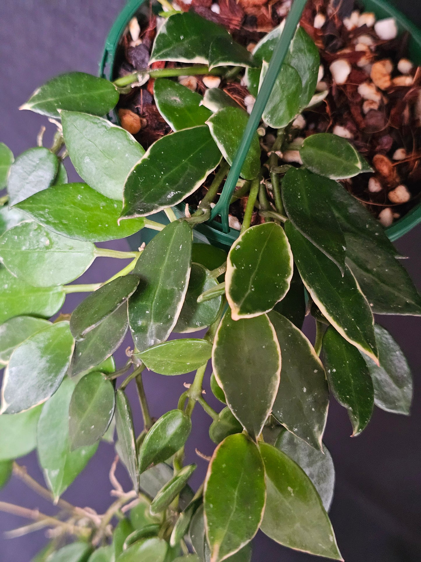 Hoya lacunosa 'Asami' (Basket) #2