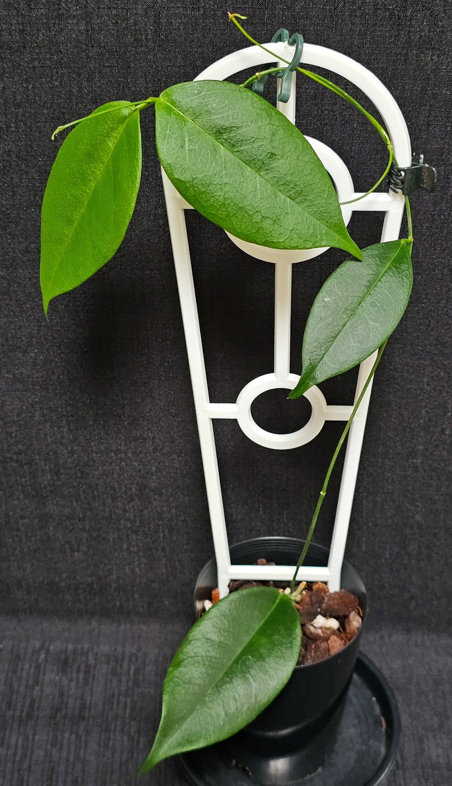 Hoya wallichii ssp. Tenebrosa