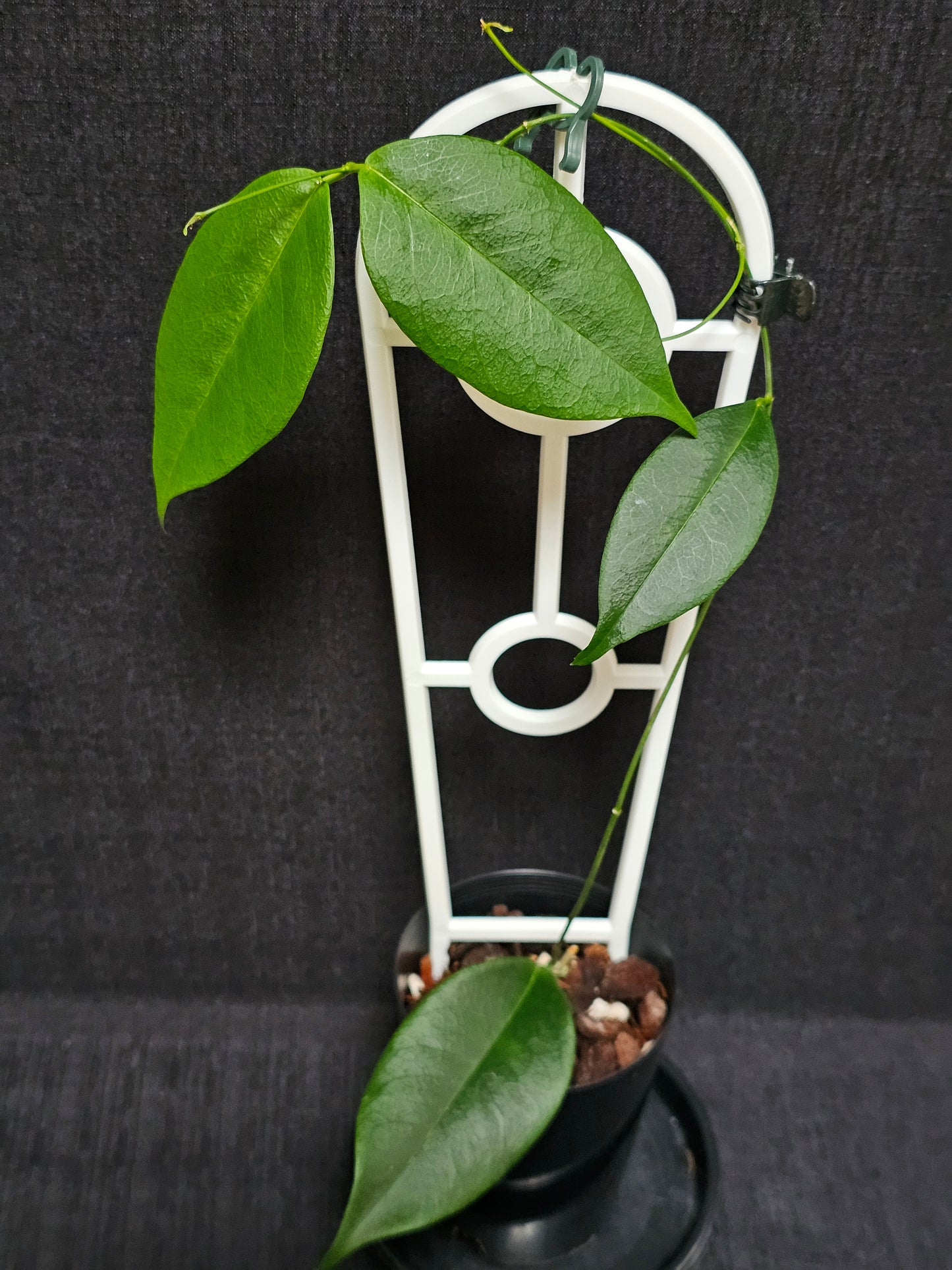 Hoya wallichii ssp. Tenebrosa