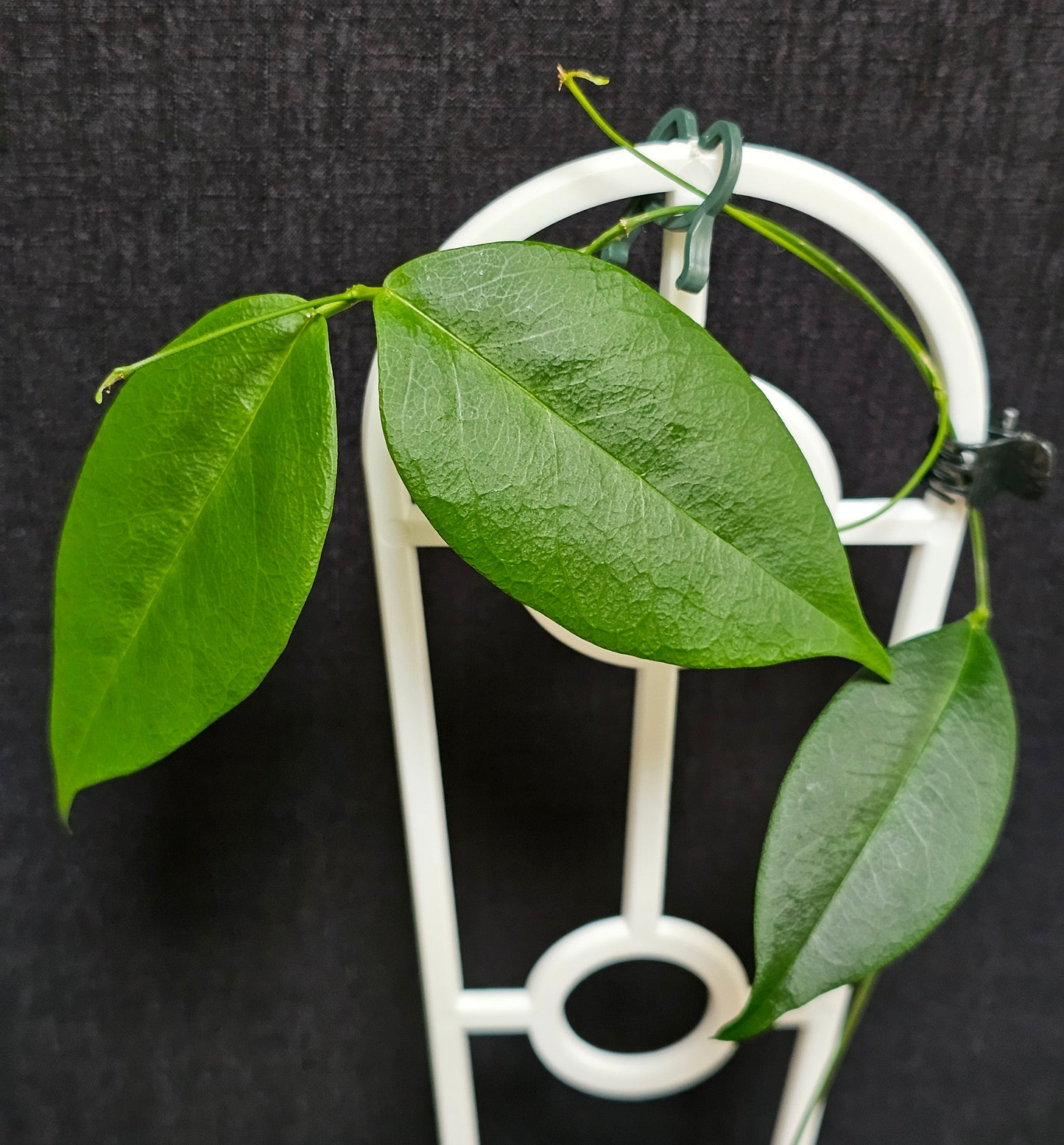 Hoya wallichii ssp. Tenebrosa