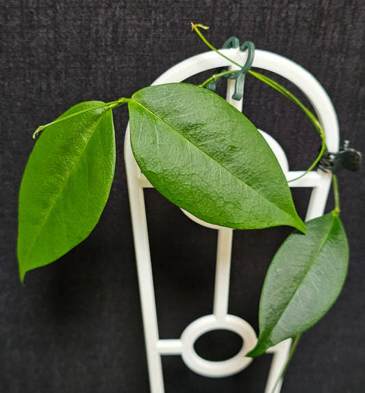 Hoya wallichii ssp. Tenebrosa