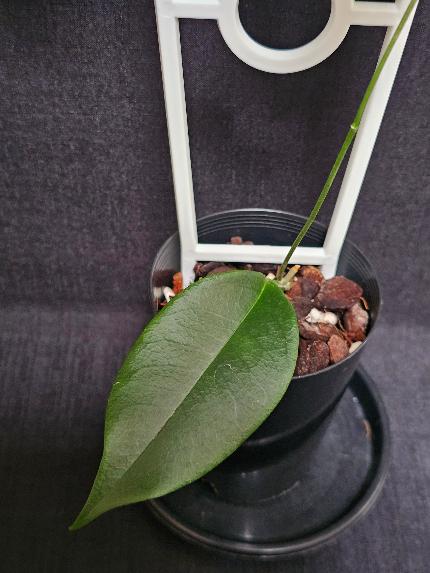 Hoya wallichii ssp. Tenebrosa
