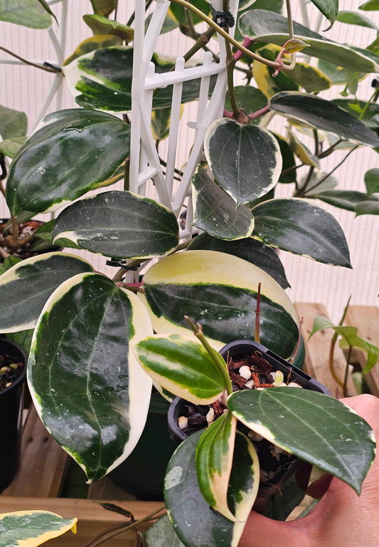 Hoya latifolia Albo ( Round Leaf Form)