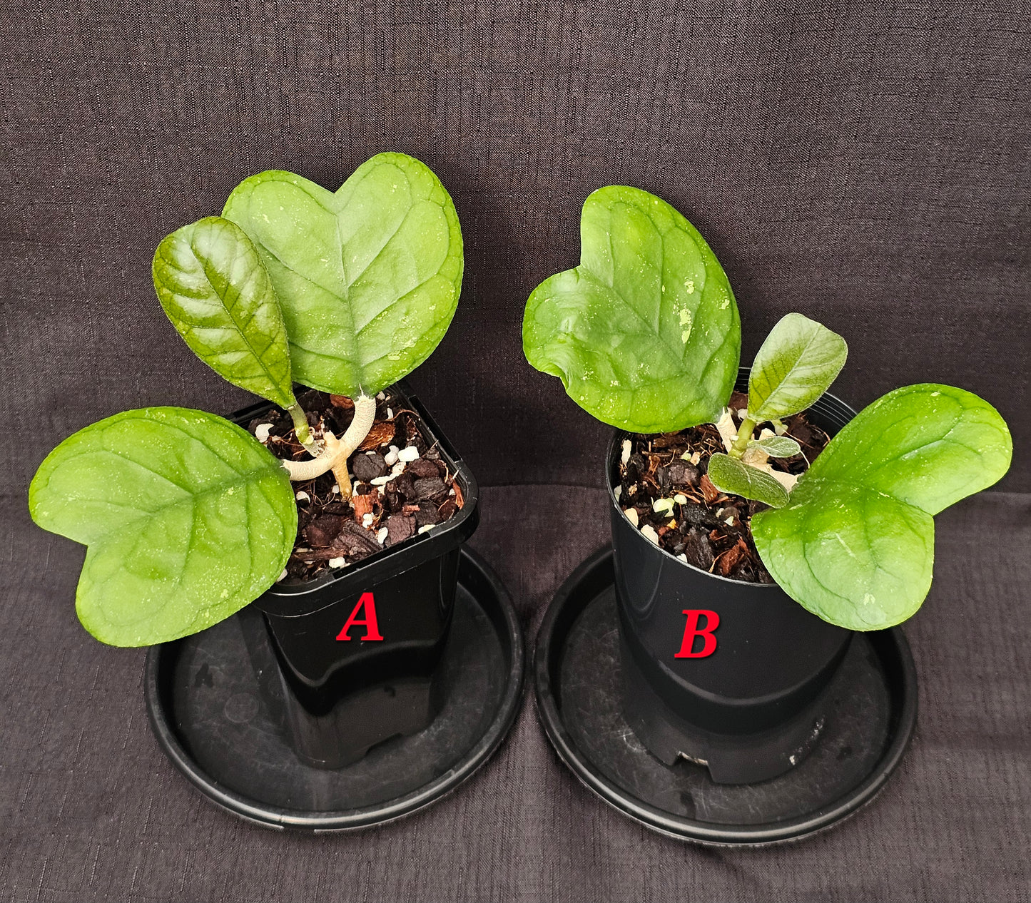 Hoya deykeae
