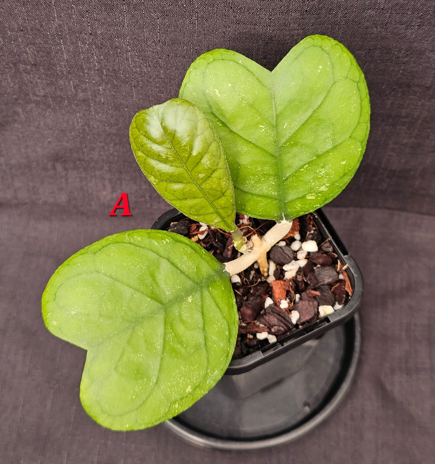 Hoya deykeae