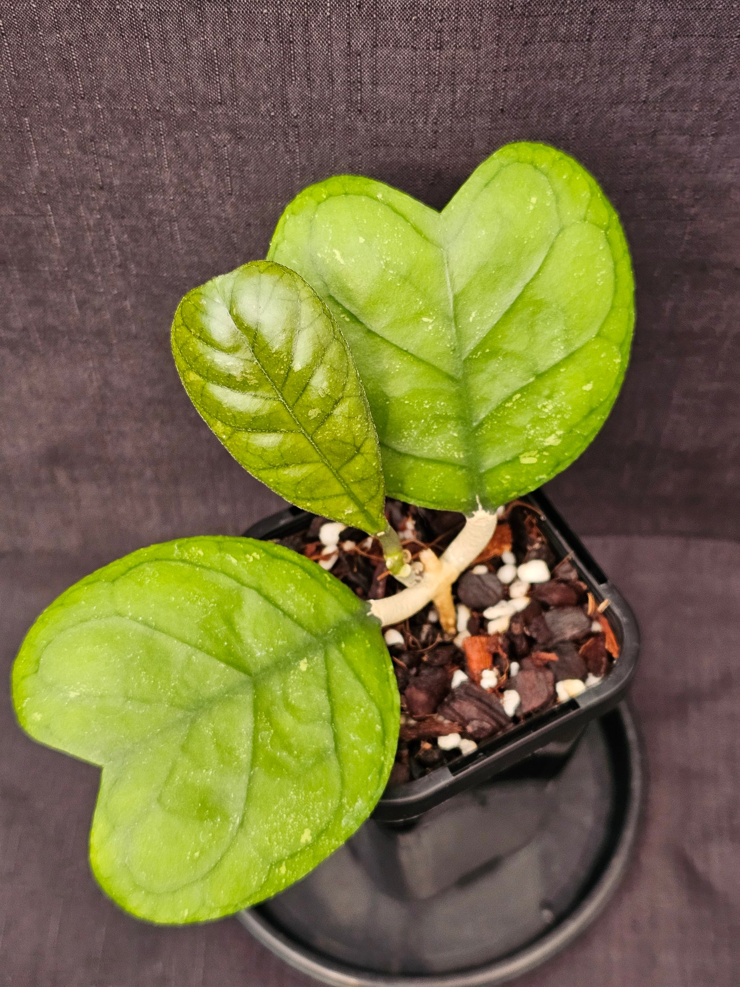Hoya deykeae
