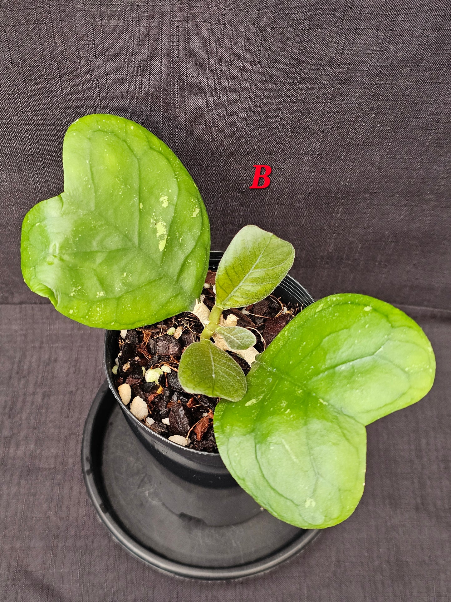 Hoya deykeae