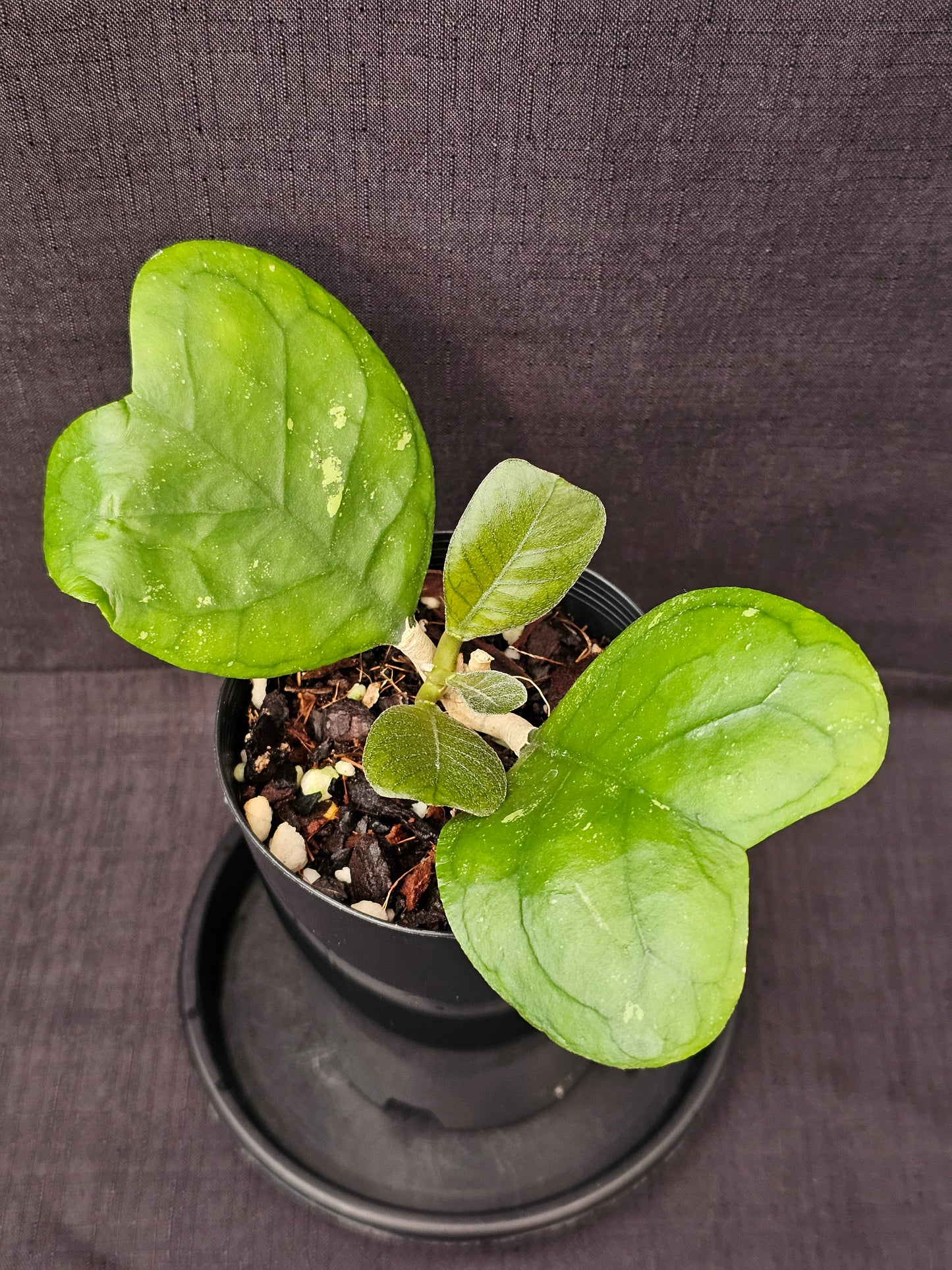 Hoya deykeae