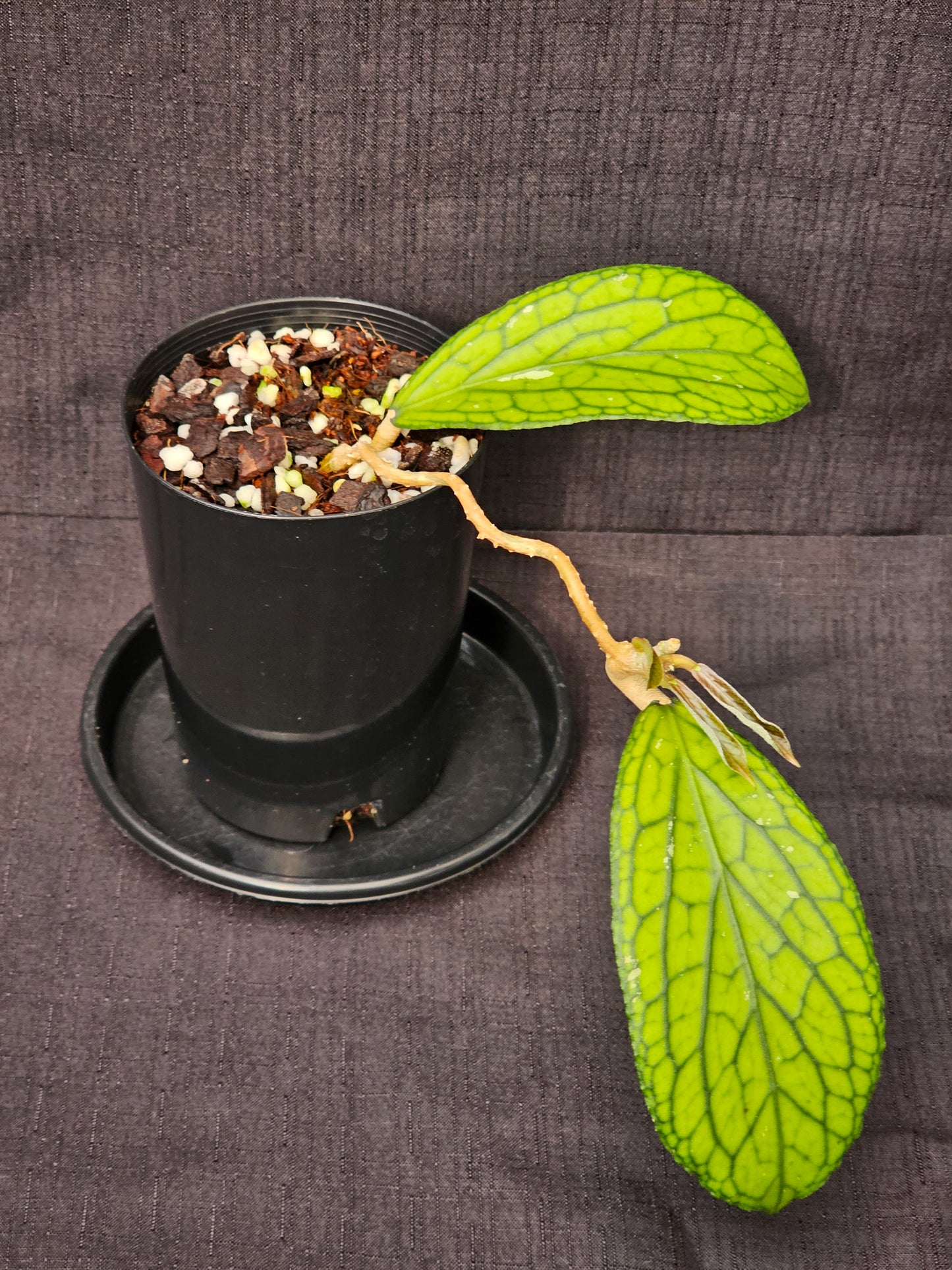 Hoya Sp. Tanggamus