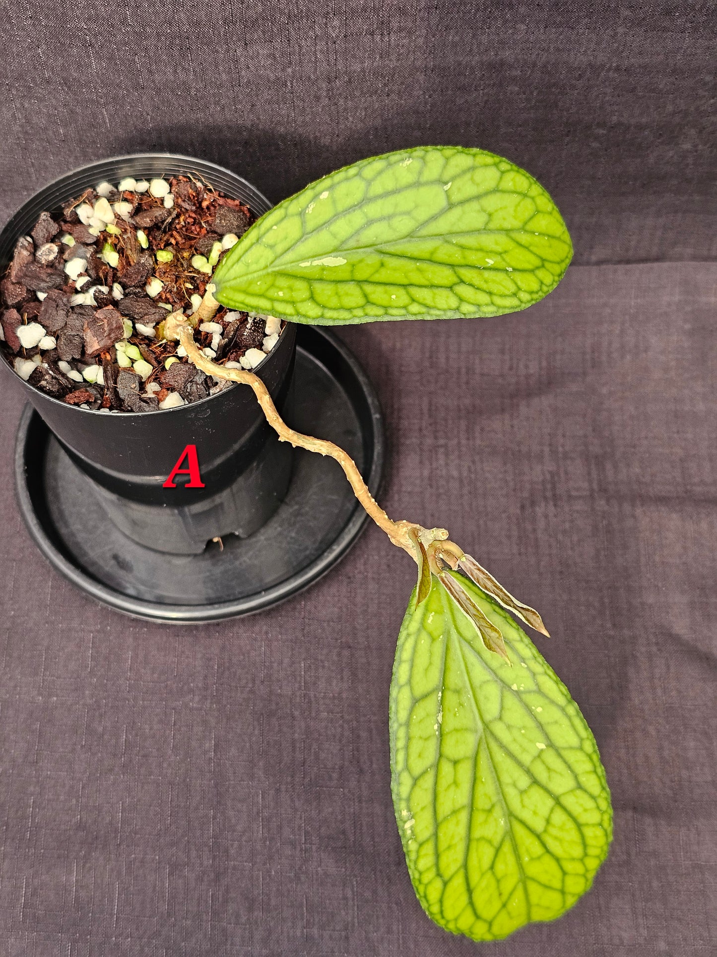 Hoya Sp. Tanggamus