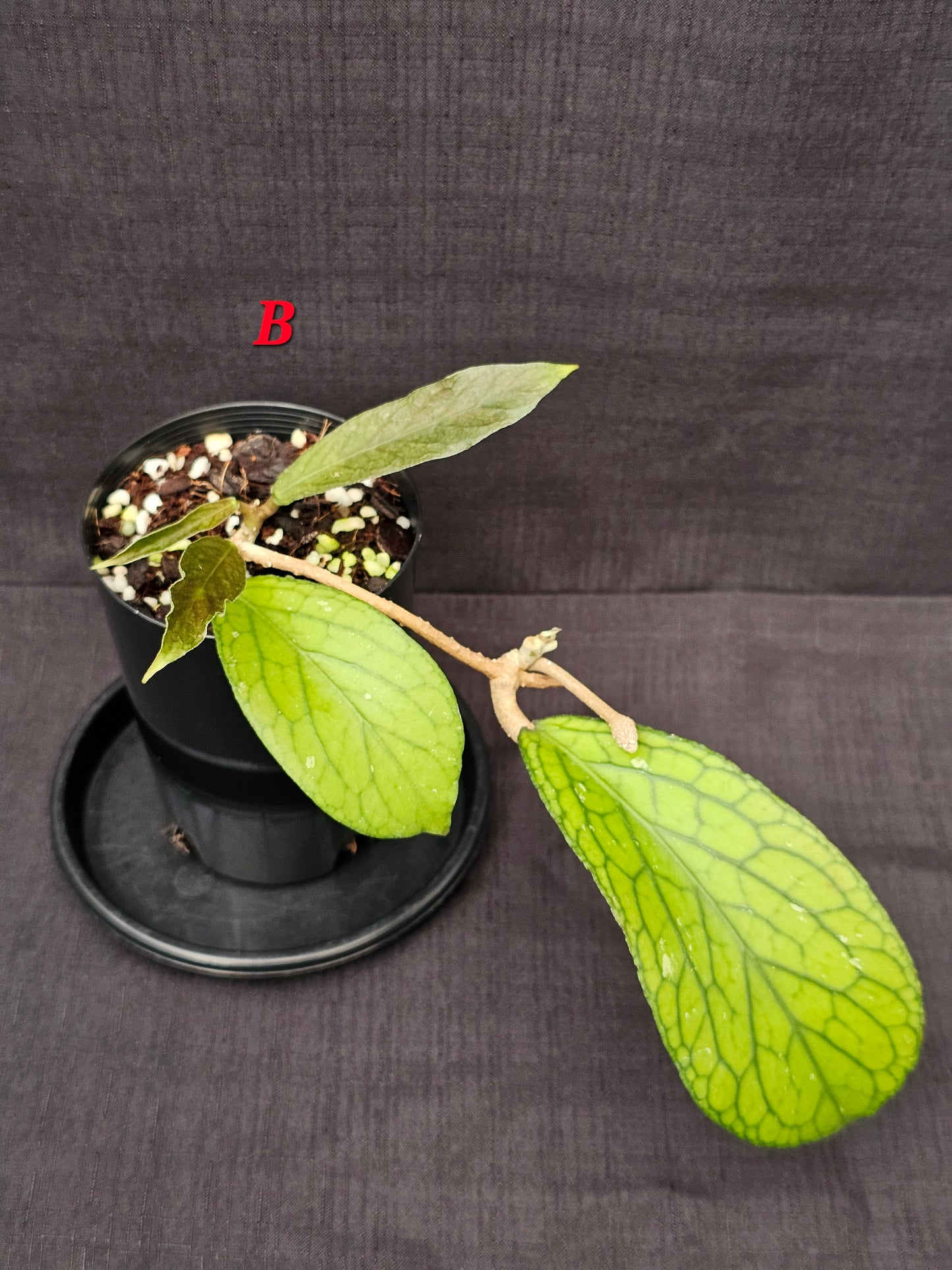 Hoya Sp. Tanggamus