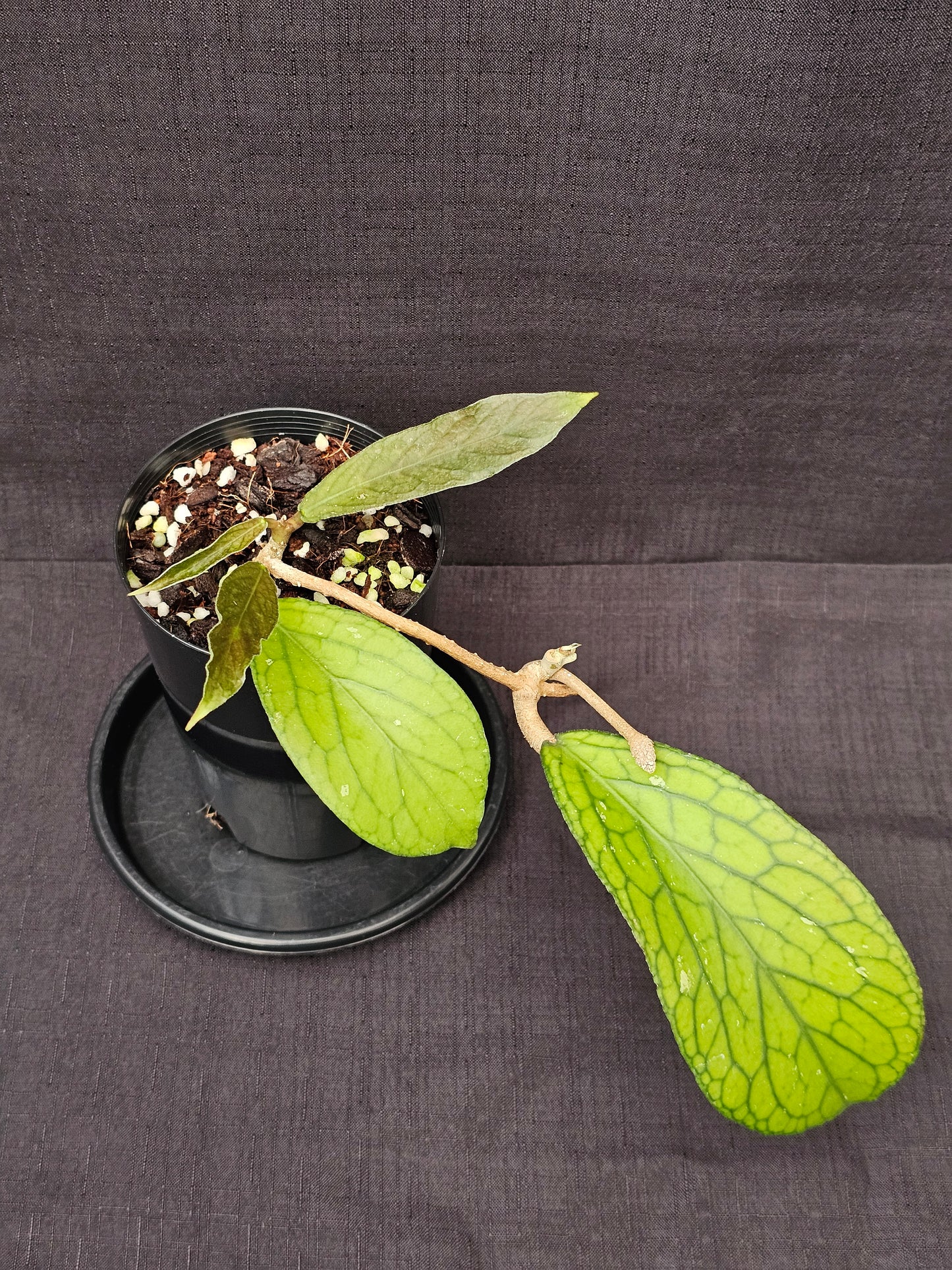 Hoya Sp. Tanggamus