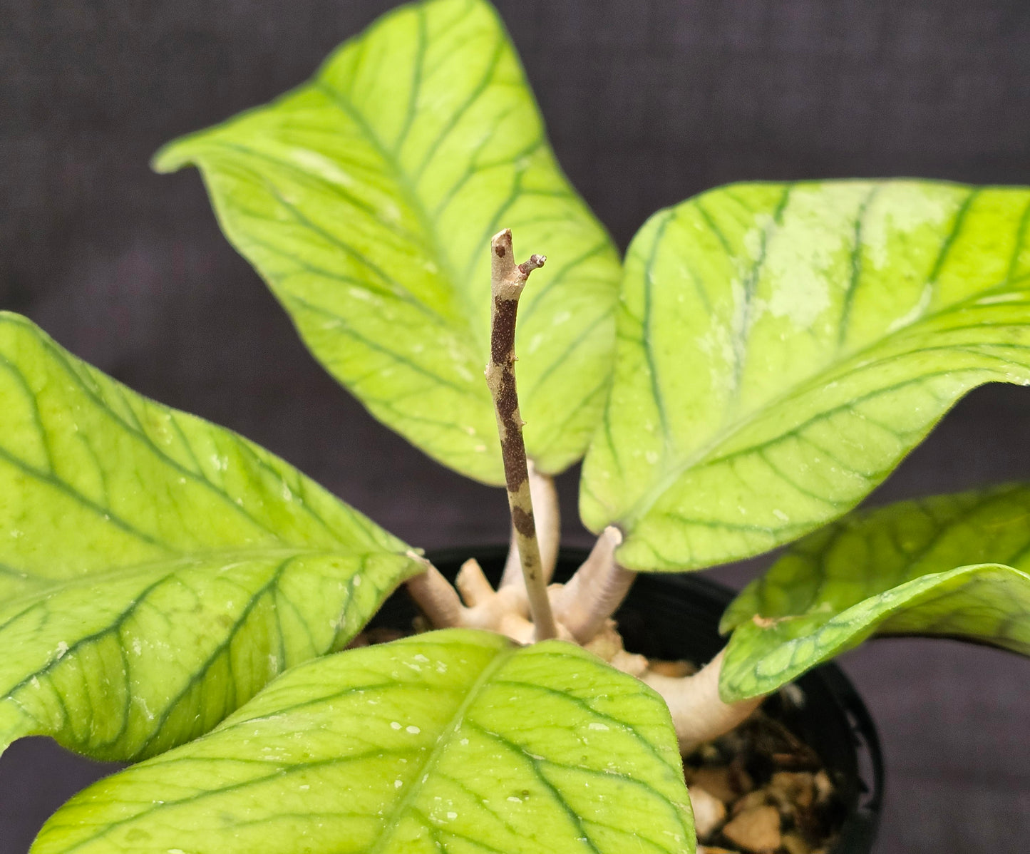 Hoya meredithii