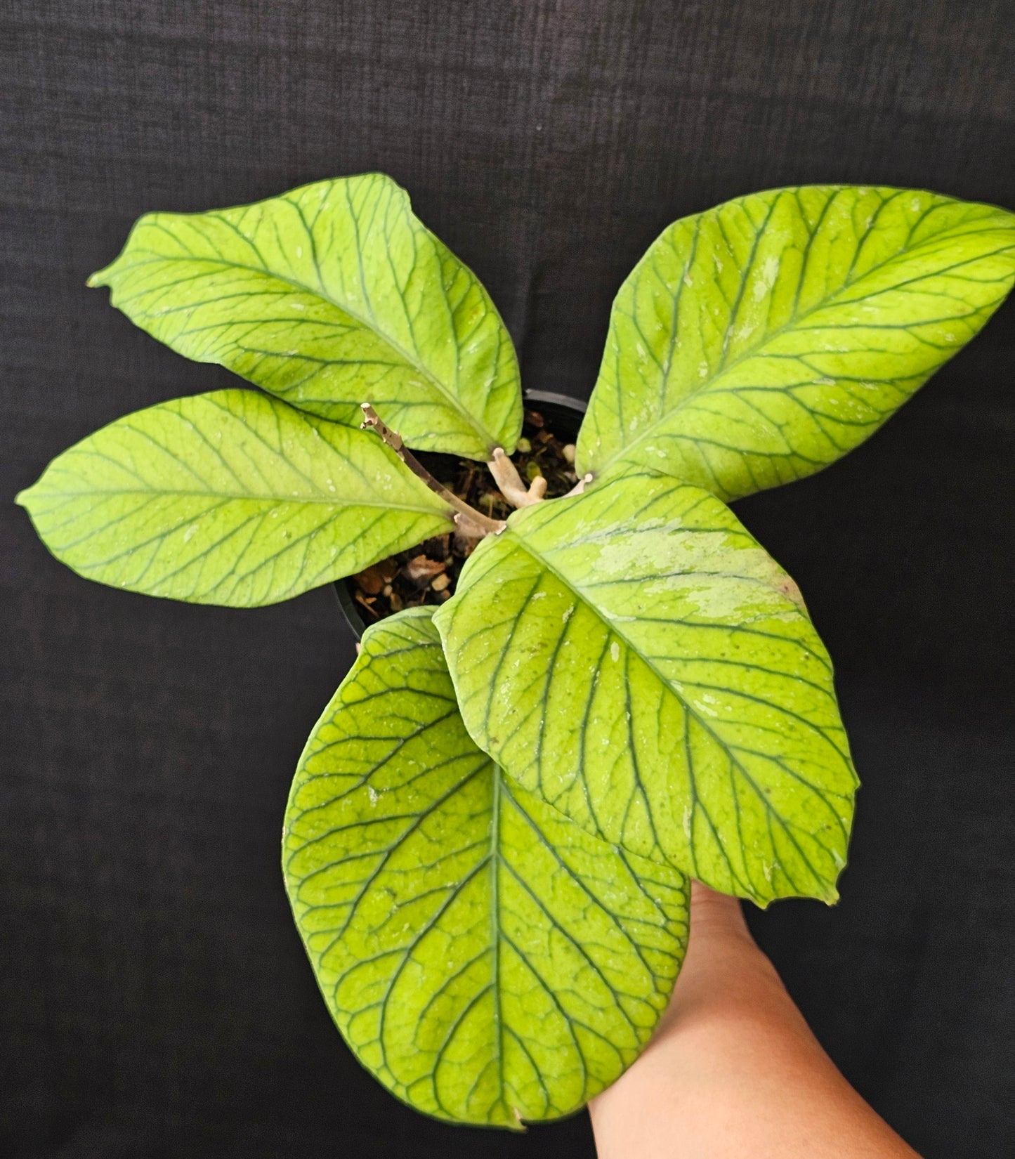 Hoya meredithii