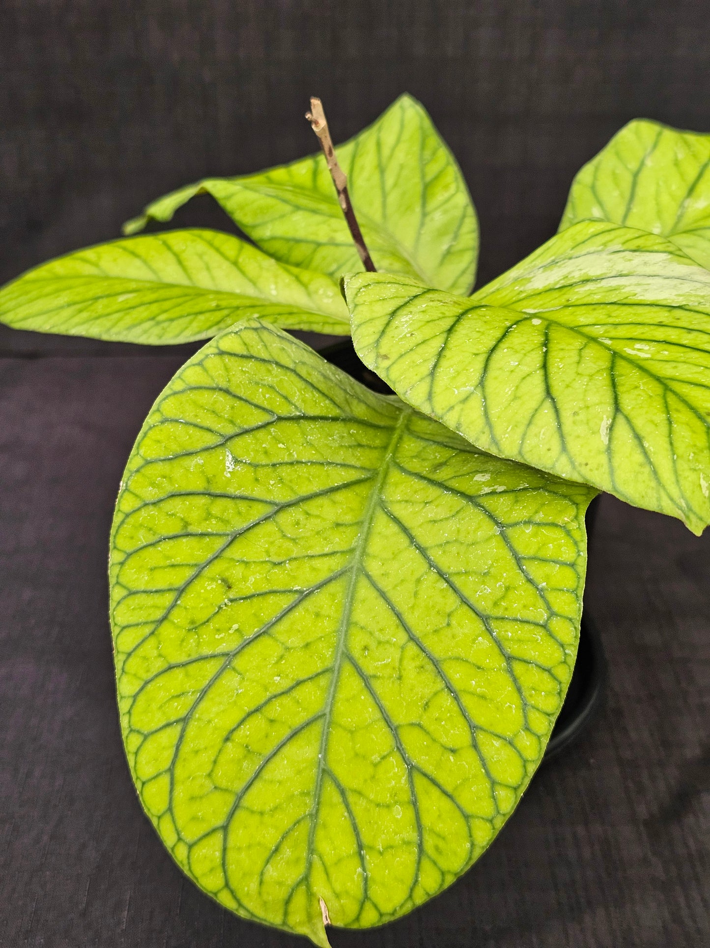 Hoya meredithii