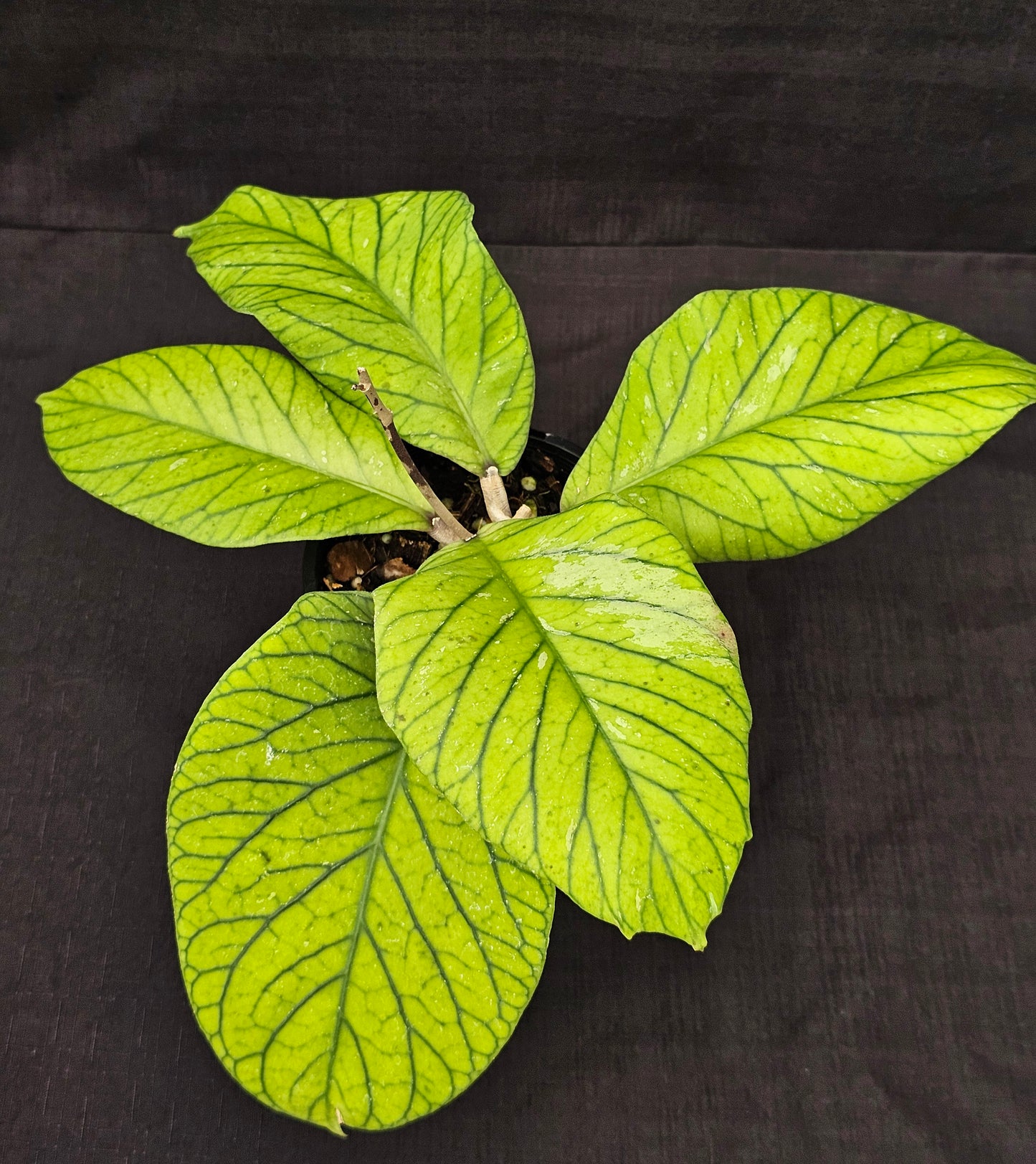 Hoya meredithii