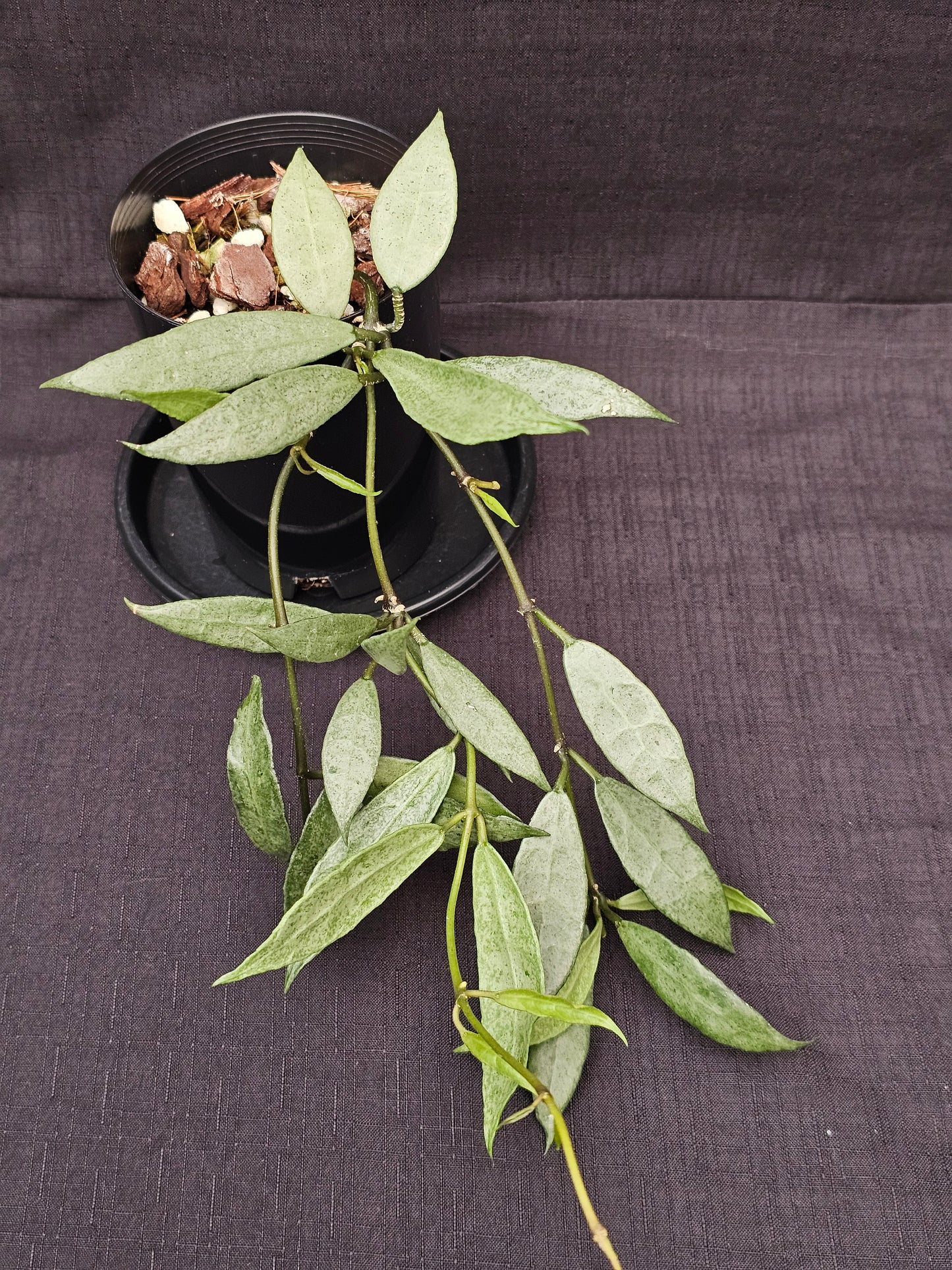 Hoya lacunosa 'Louisa's Silver'