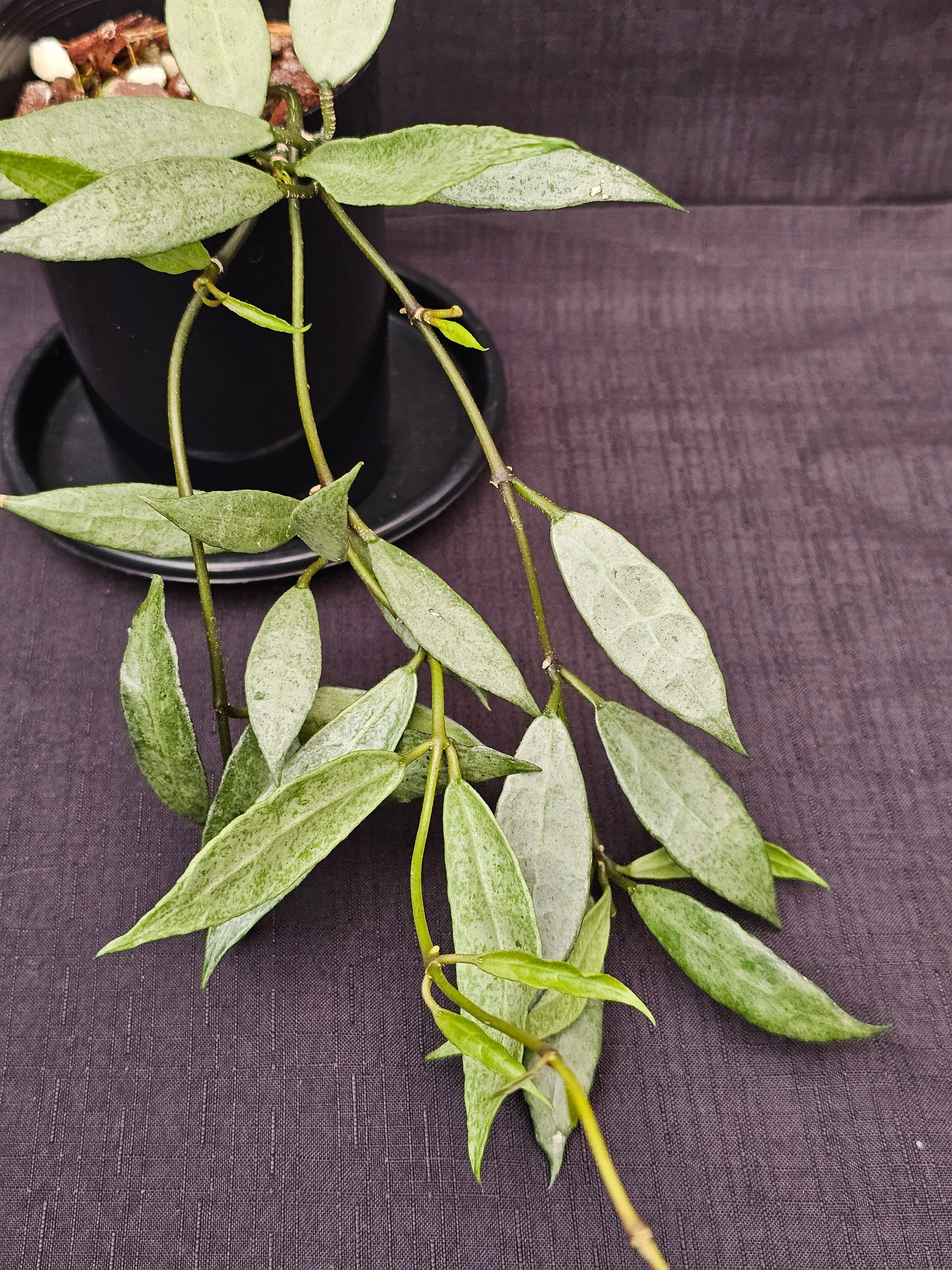 Hoya lacunosa 'Louisa's Silver'